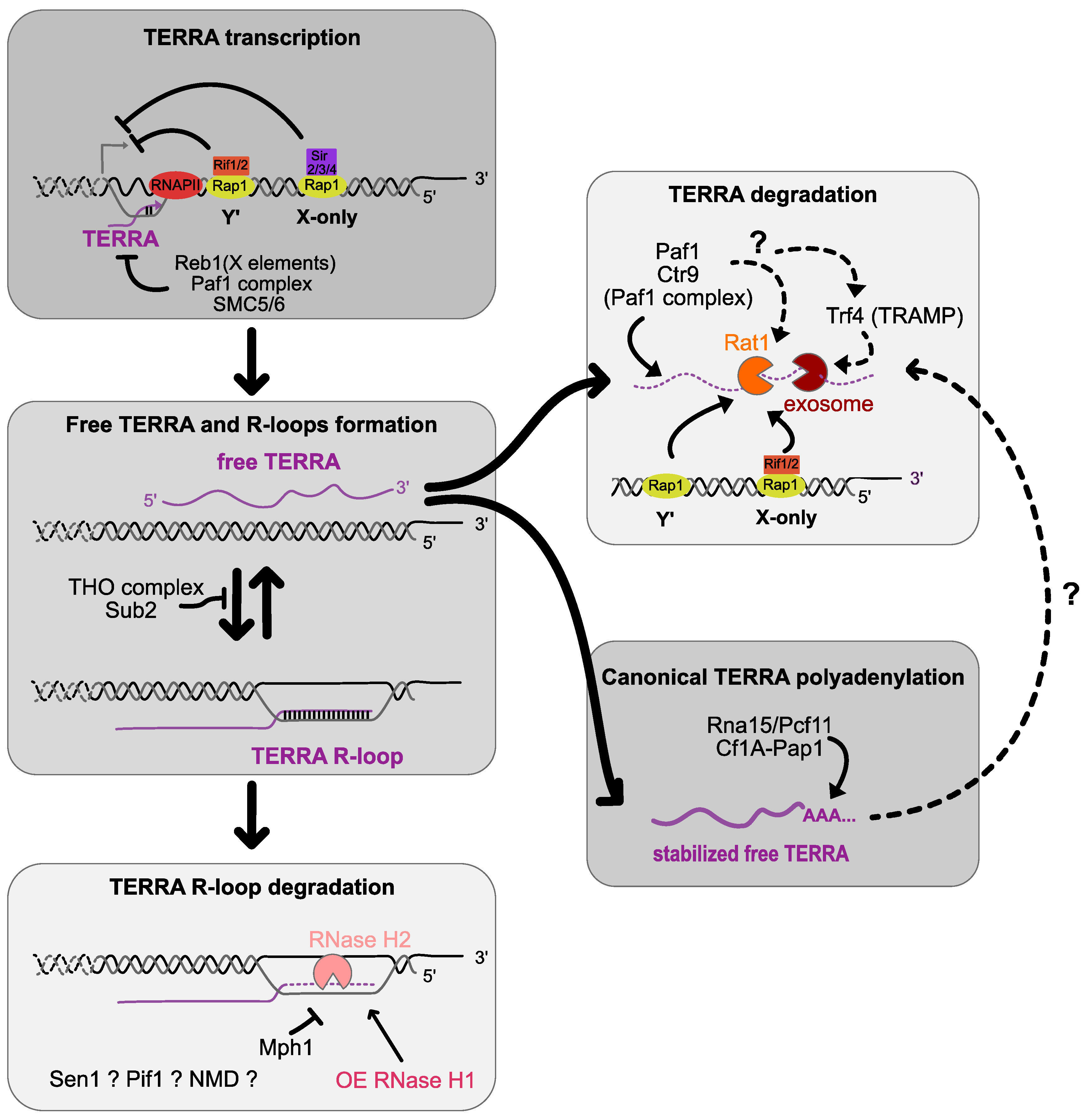 TERRA and Telomere Maintenance in the Yeast ... Biology Diagrams