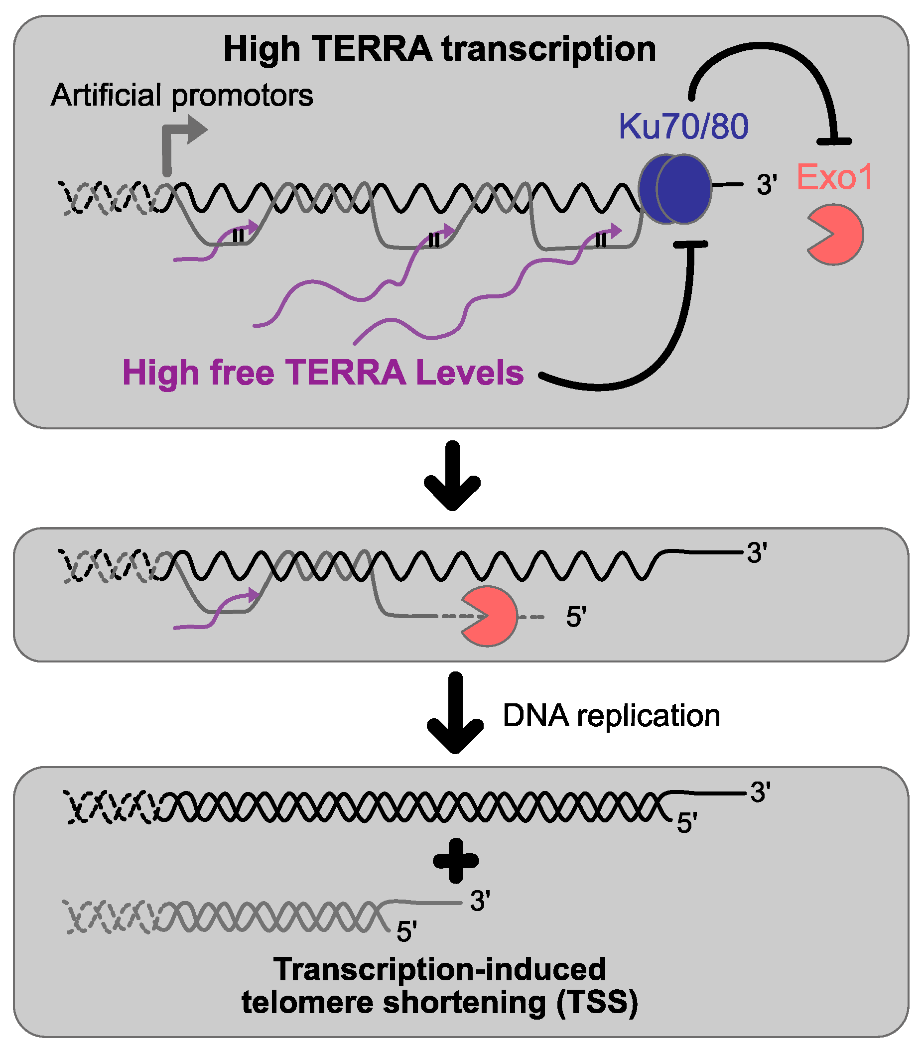 Genes 14 00618 g003 Genes 14 00618 g003