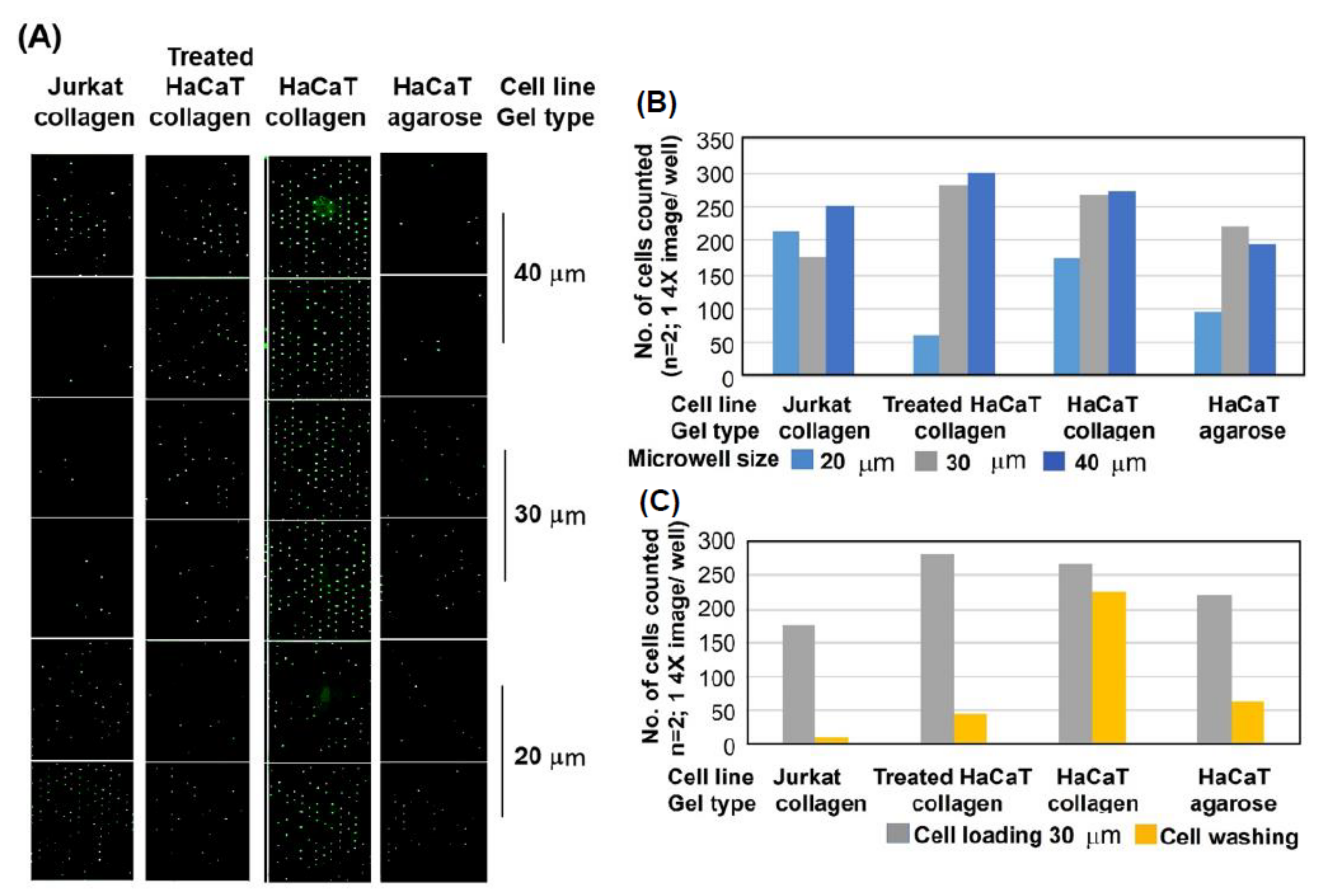 Genes 14 00630 g003