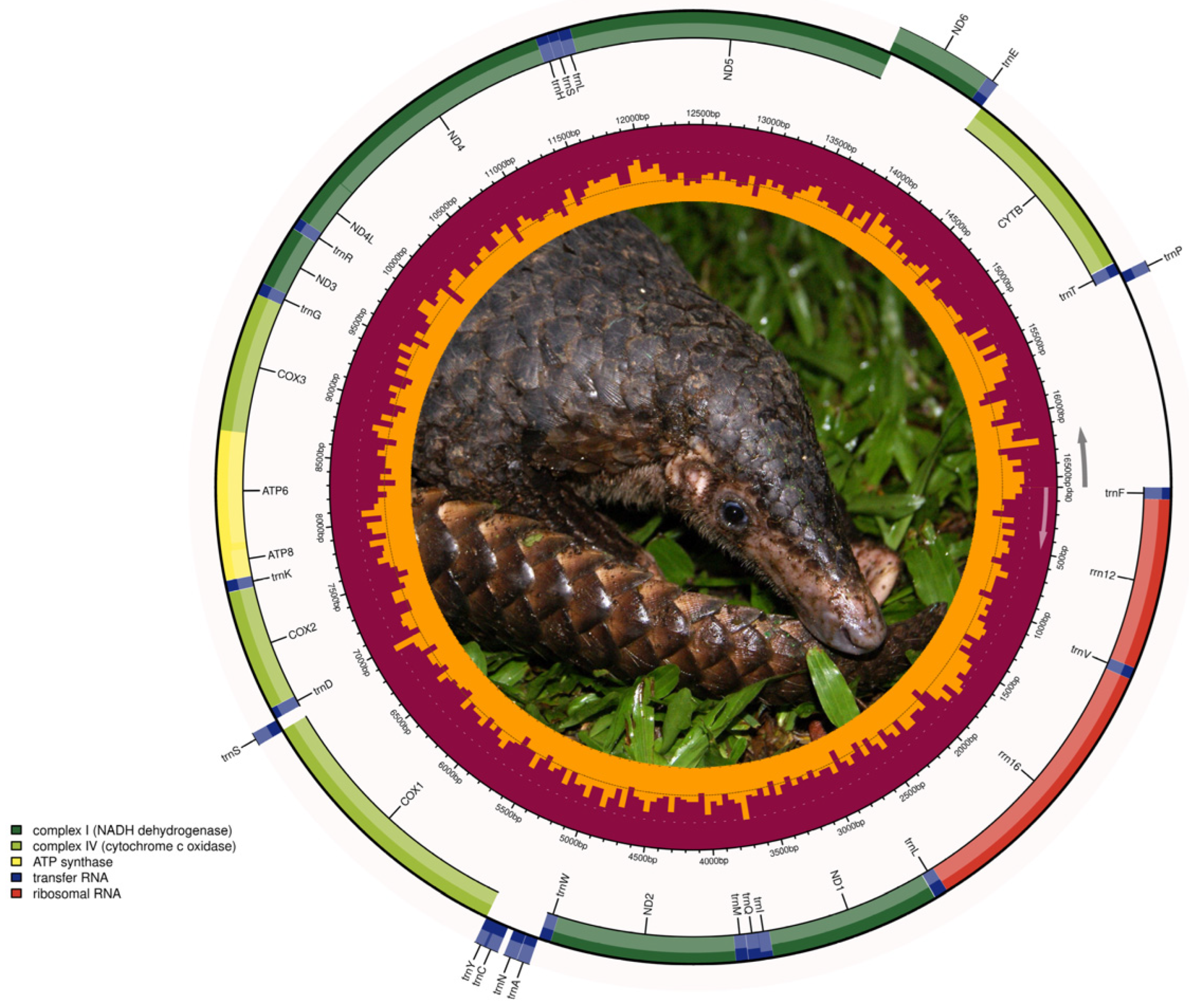 Genes 14 00657 g001 Genes 14 00657 g001