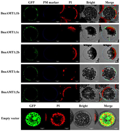 Genome-Wide Identification and Characterization of Ammonium