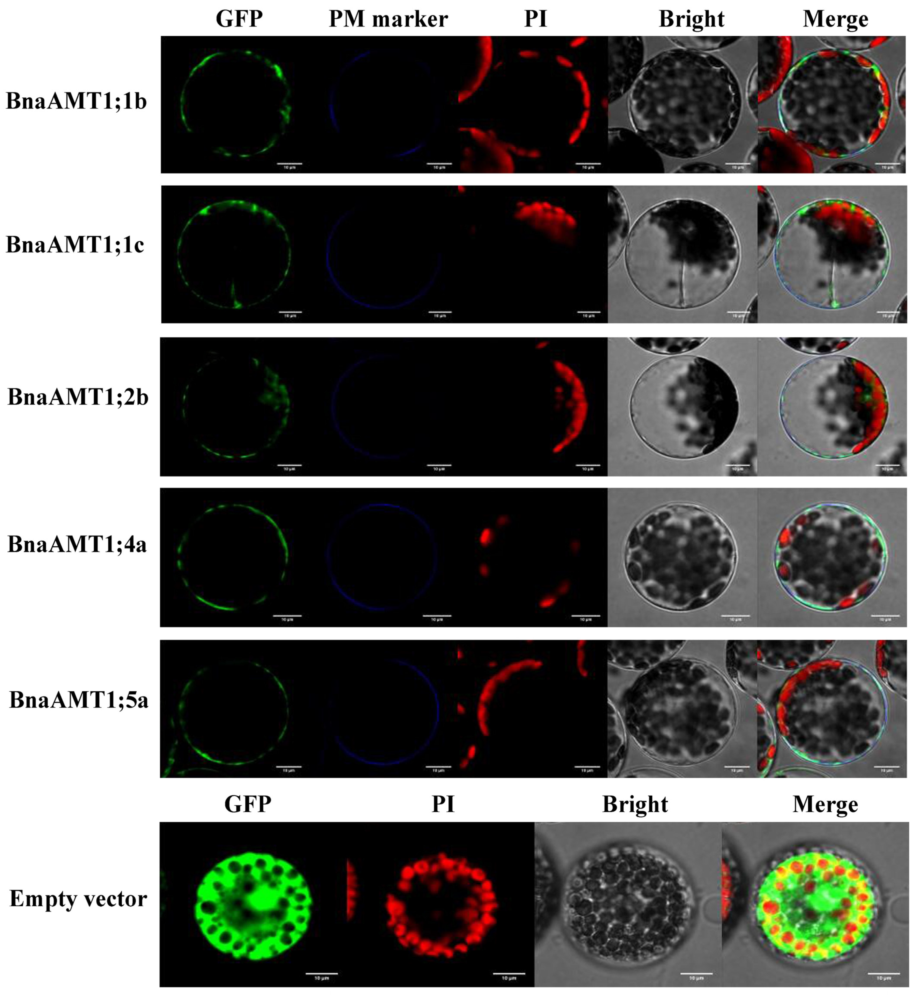 Genes 14 00658 g009 Genes 14 00658 g009