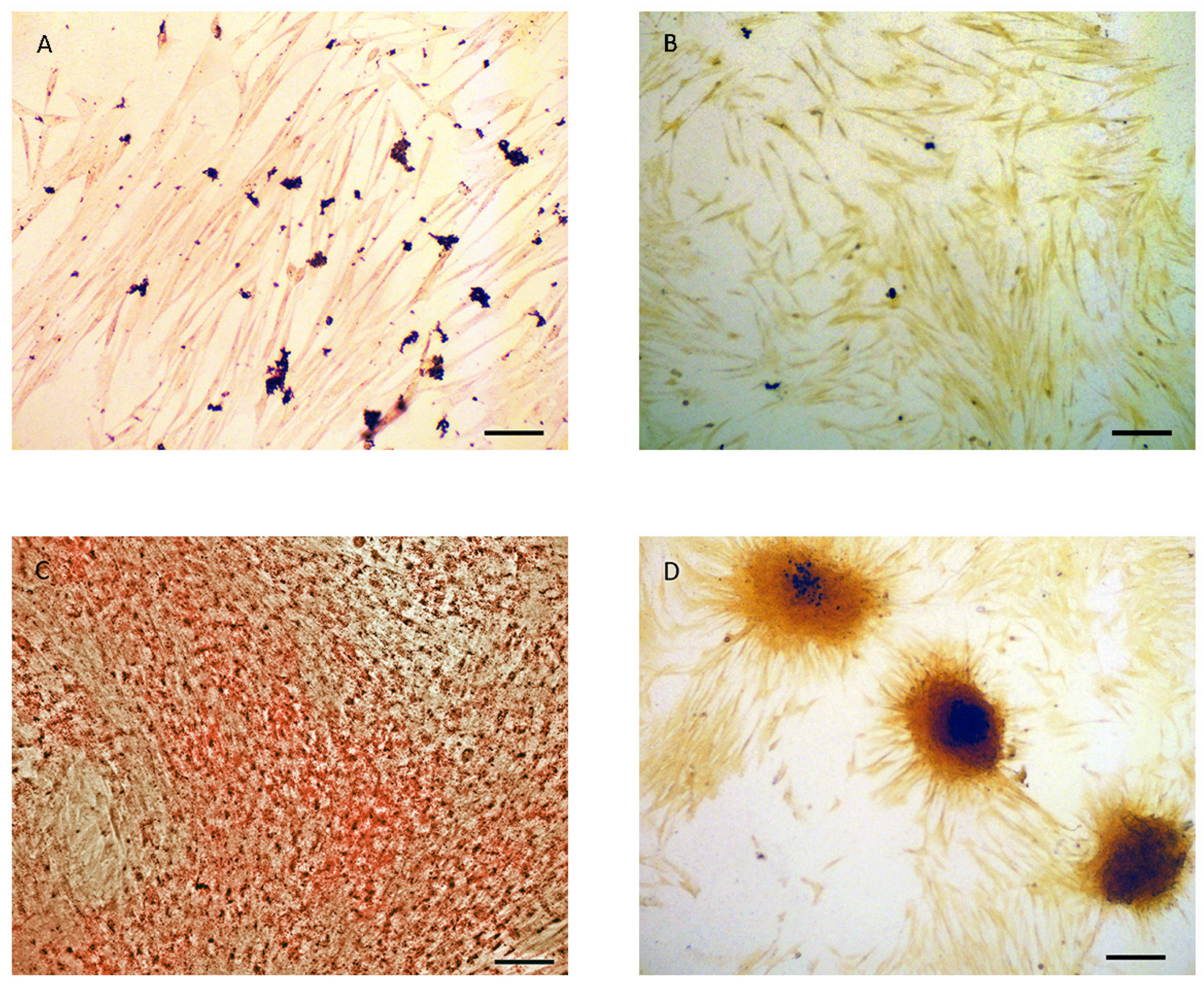 Genes 14 00673 g001 Genes 14 00673 g001