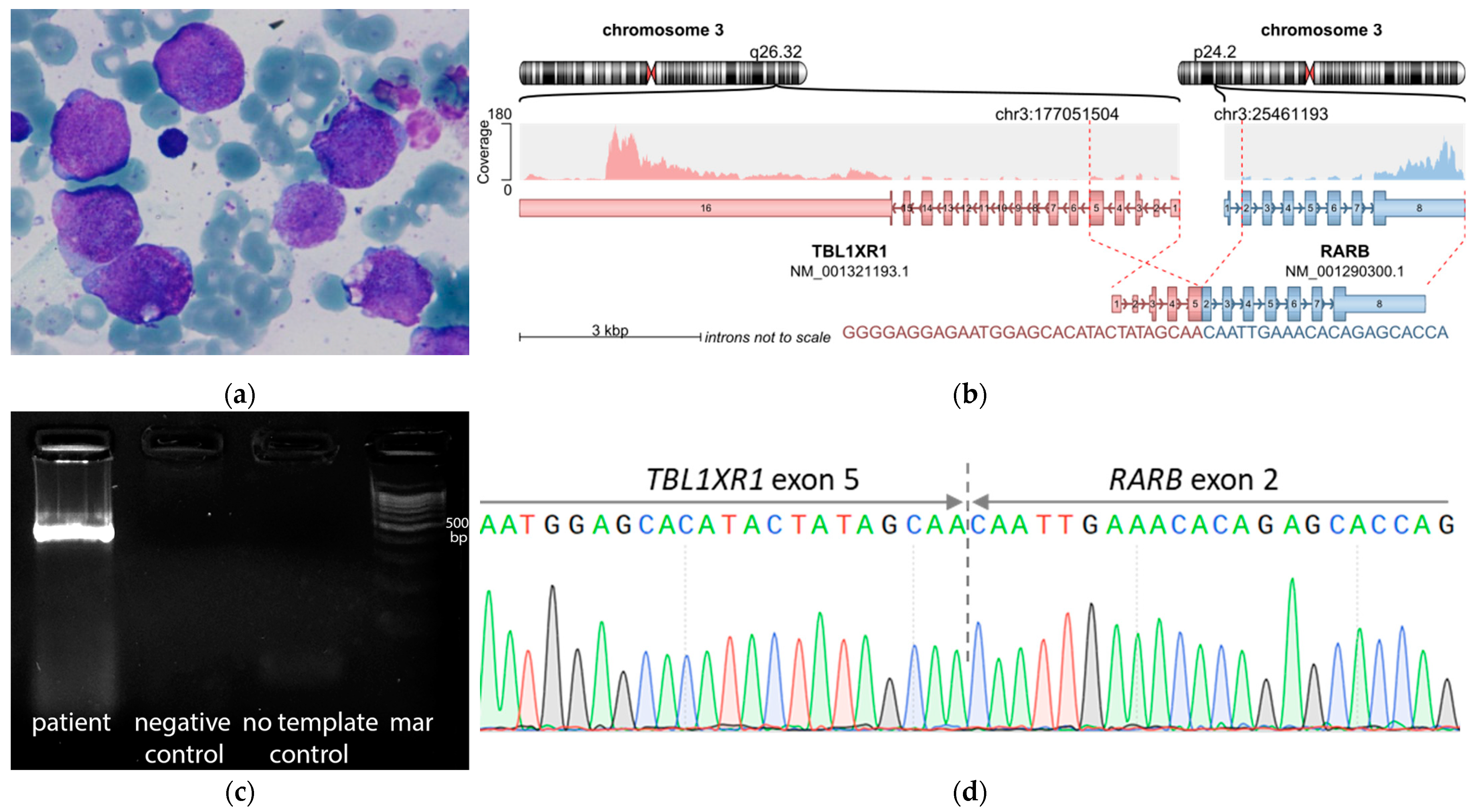Genes 14 00675 g001