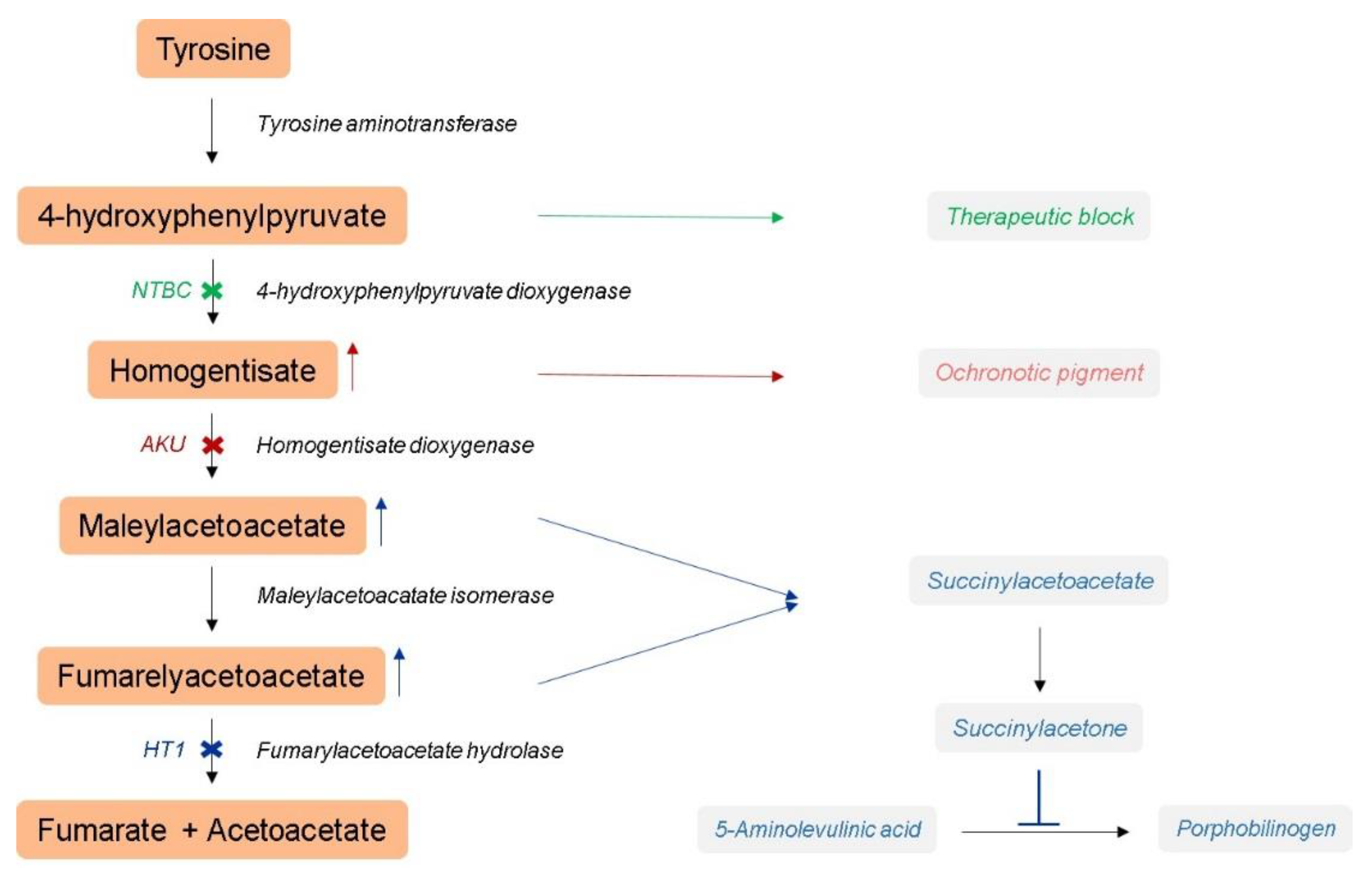 Genes Free Full Text Hereditary Tyrosinemia Type 1 Mice Under genes-free-full-text-hereditary-tyrosinemia-type-1-mice-under