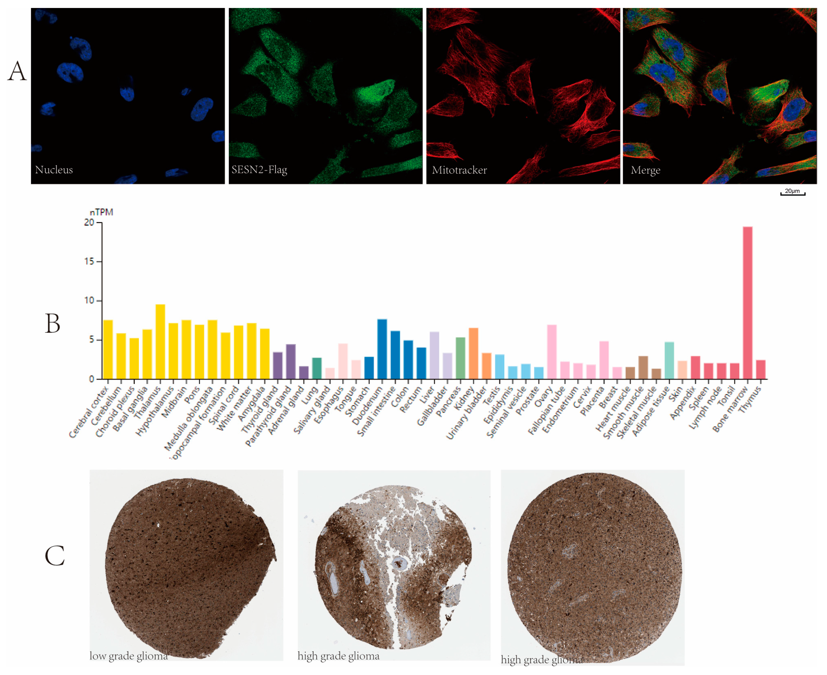 Genes 14 00701 g009 Genes 14 00701 g009