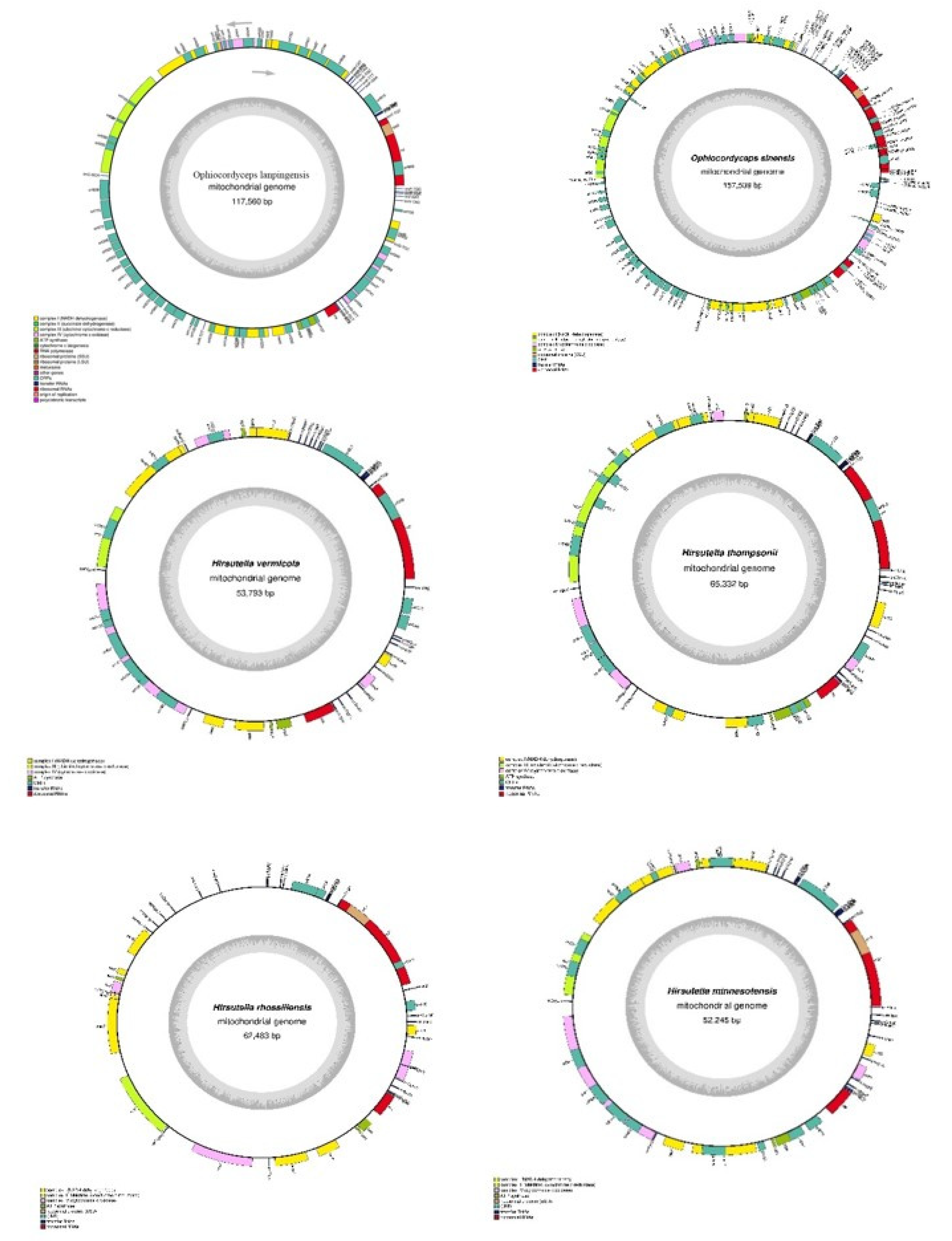 Genes 14 00710 g005 550