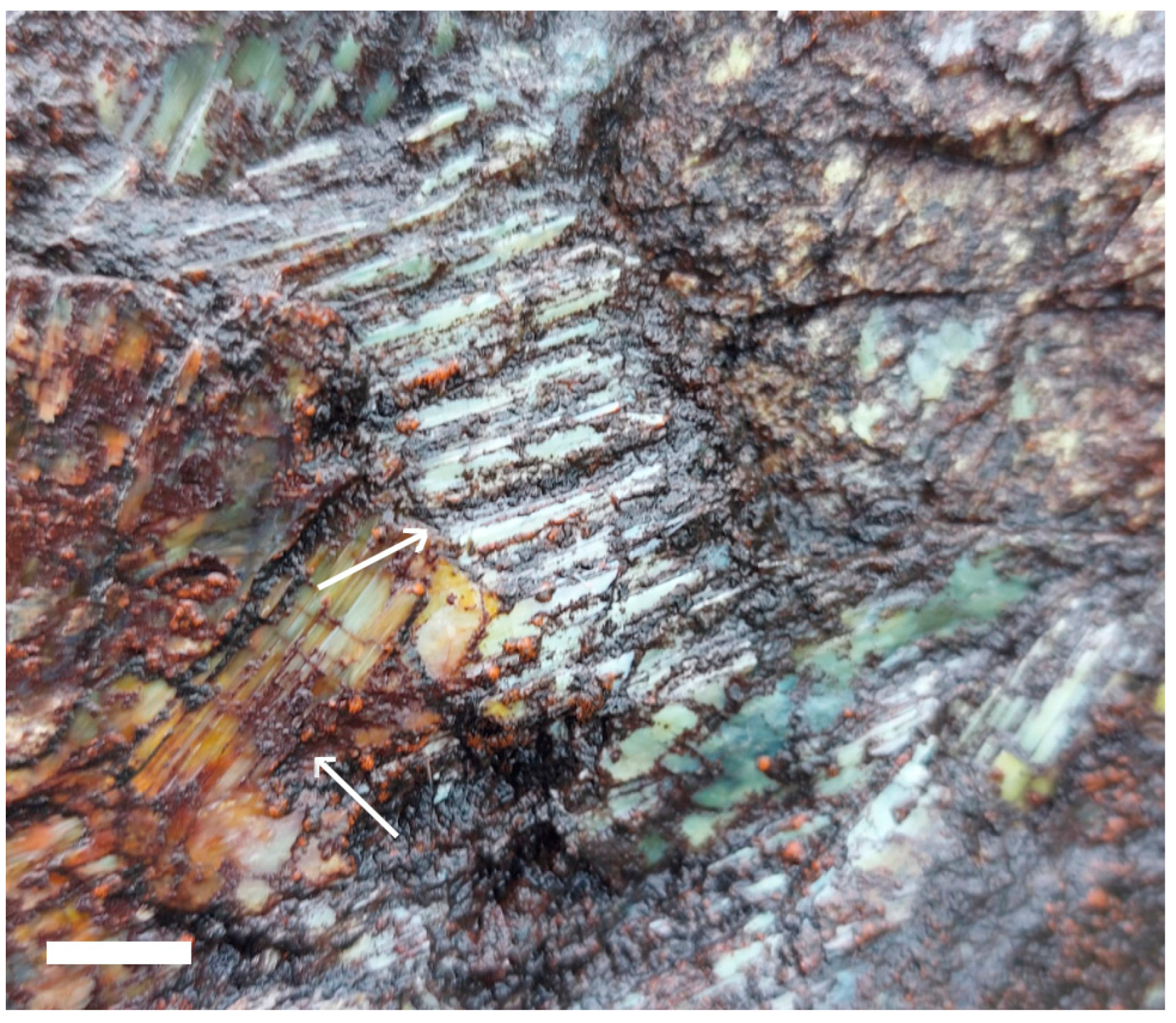 Genes 14 00729 g001 Genes 14 00729 g001