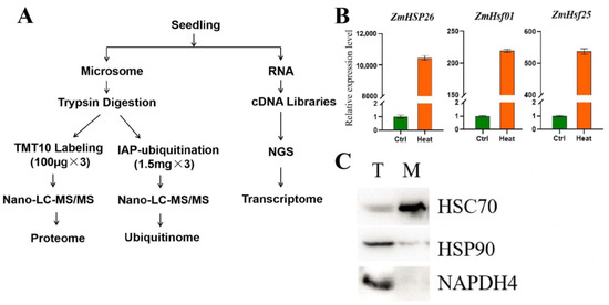 Proteome and Ubiquitylome Analyses of Maize Endoplasmic