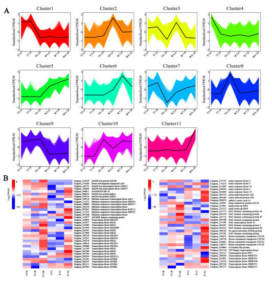 Floral Development Stage-Specific Transcriptomic Analysis