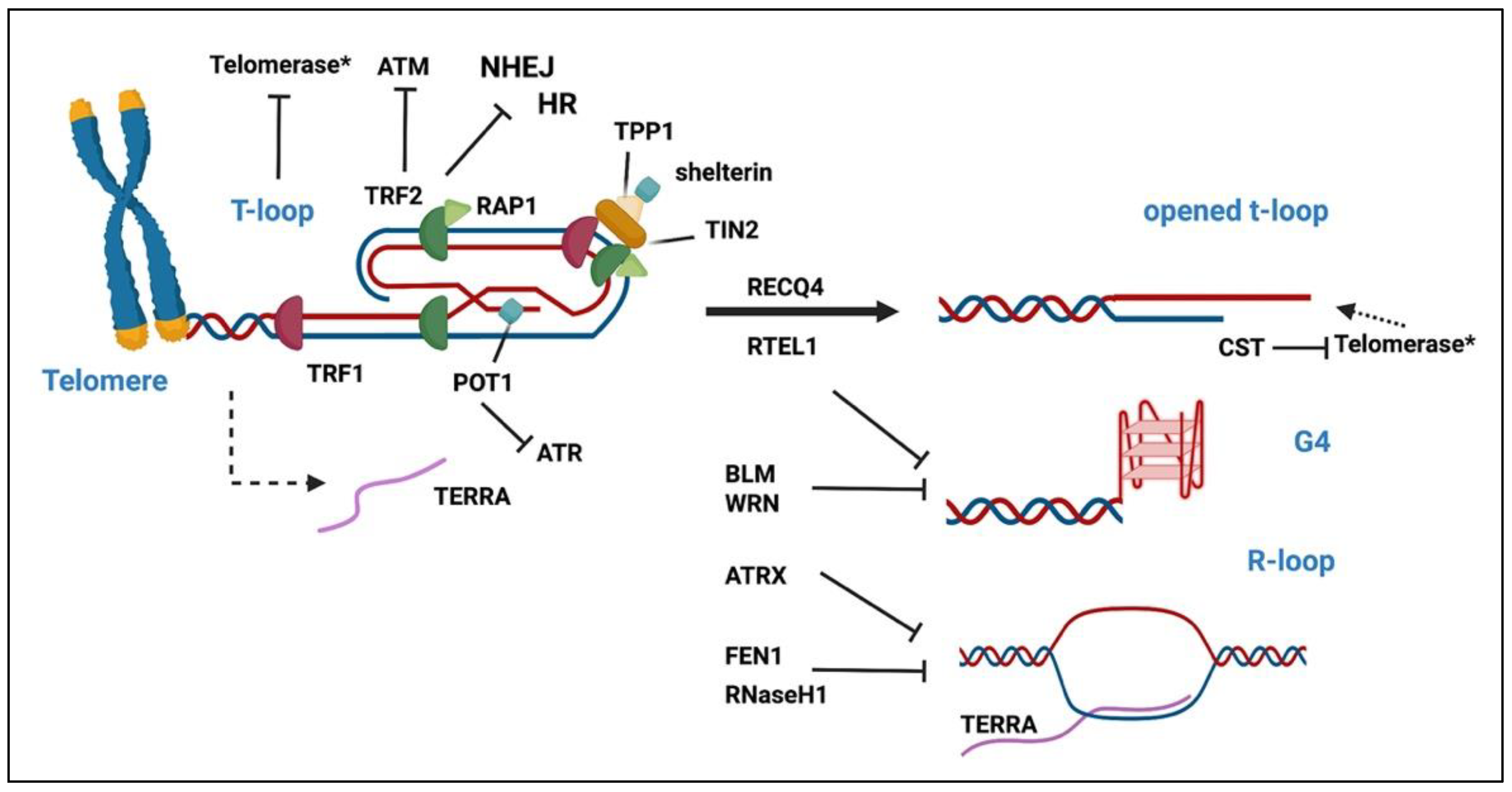 Genes 14 00775 g002 Genes 14 00775 g002