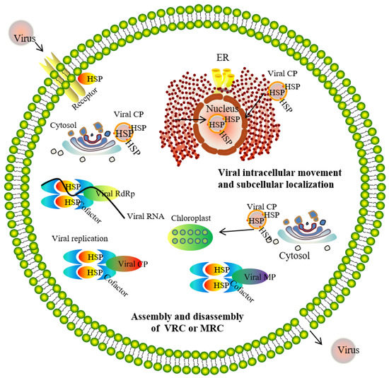Genes Free FullText Mode of Action of Heat Shock Protein (HSP) Inhibitors against Viruses