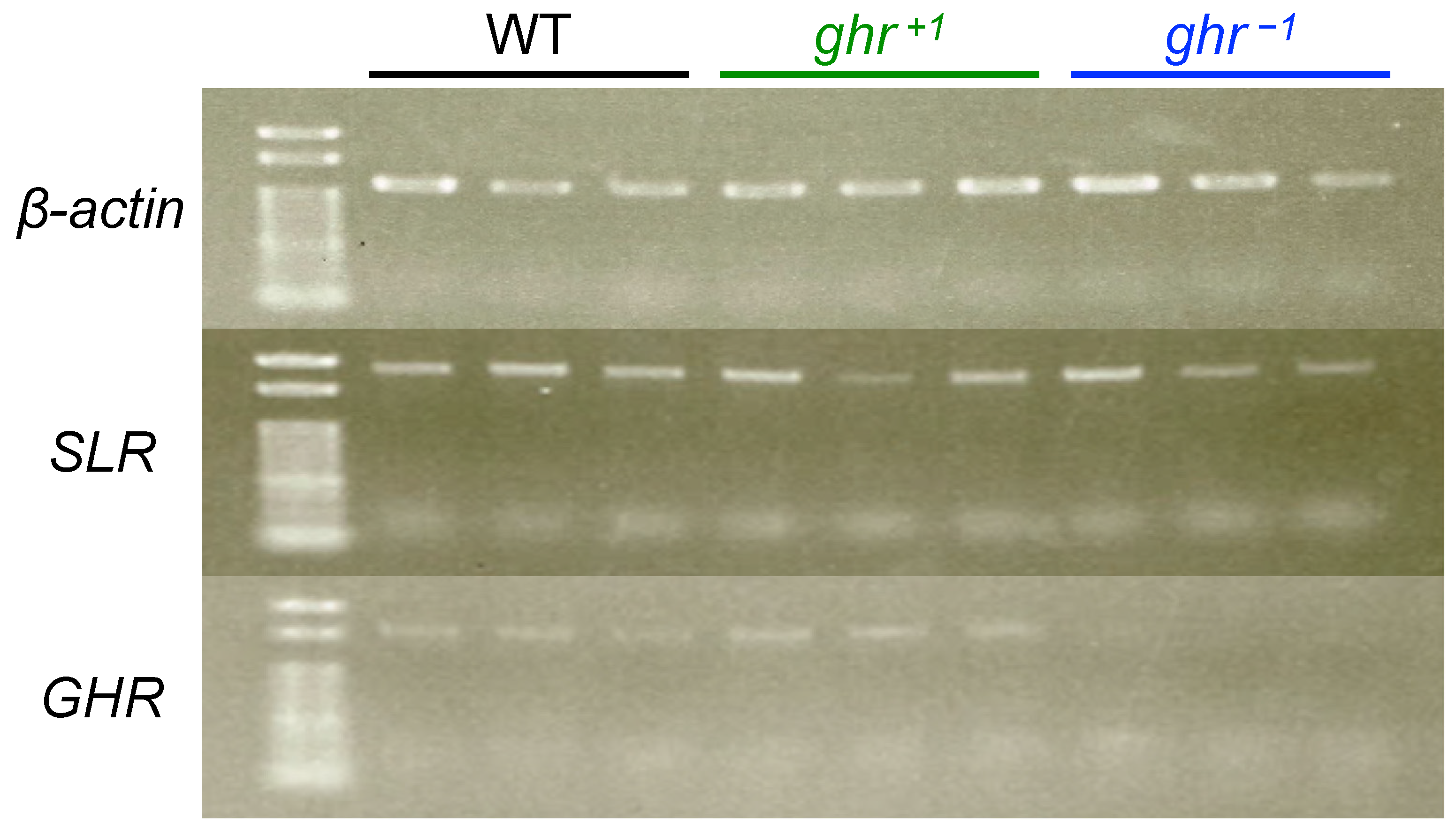 Genes 14 00796 g004 Genes 14 00796 g004