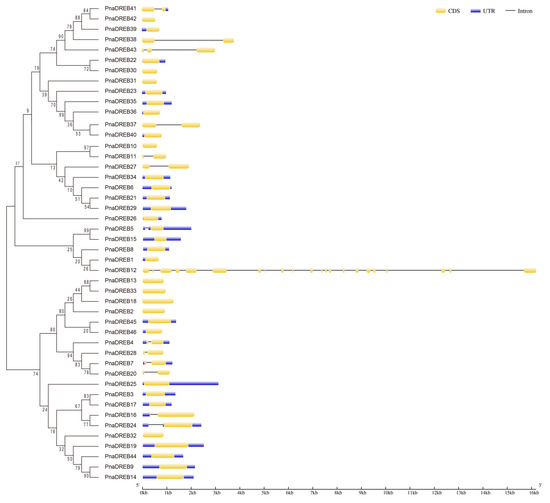 Genome-Wide Analysis of DREB Family Genes and Characterization of Cold ...