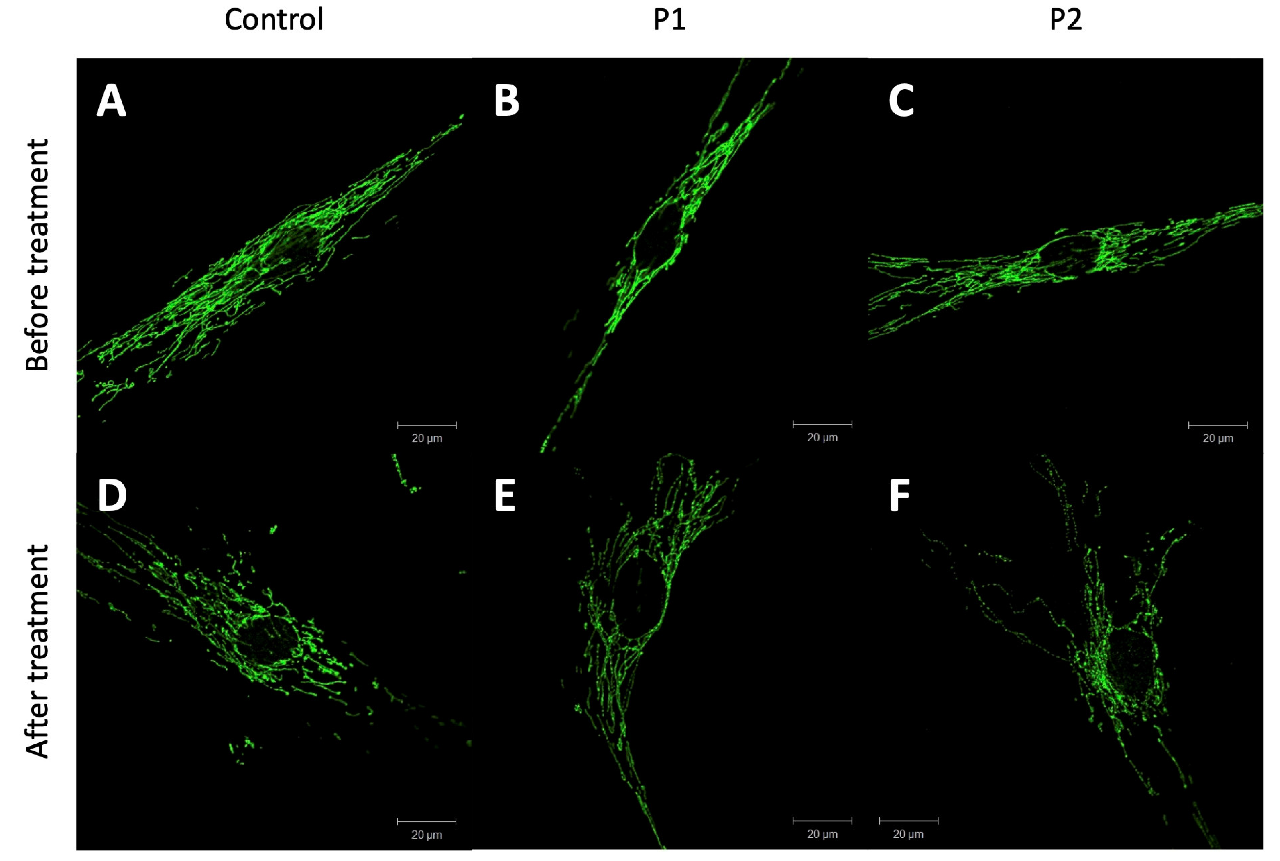 Genes 14 00822 g003 Genes 14 00822 g003