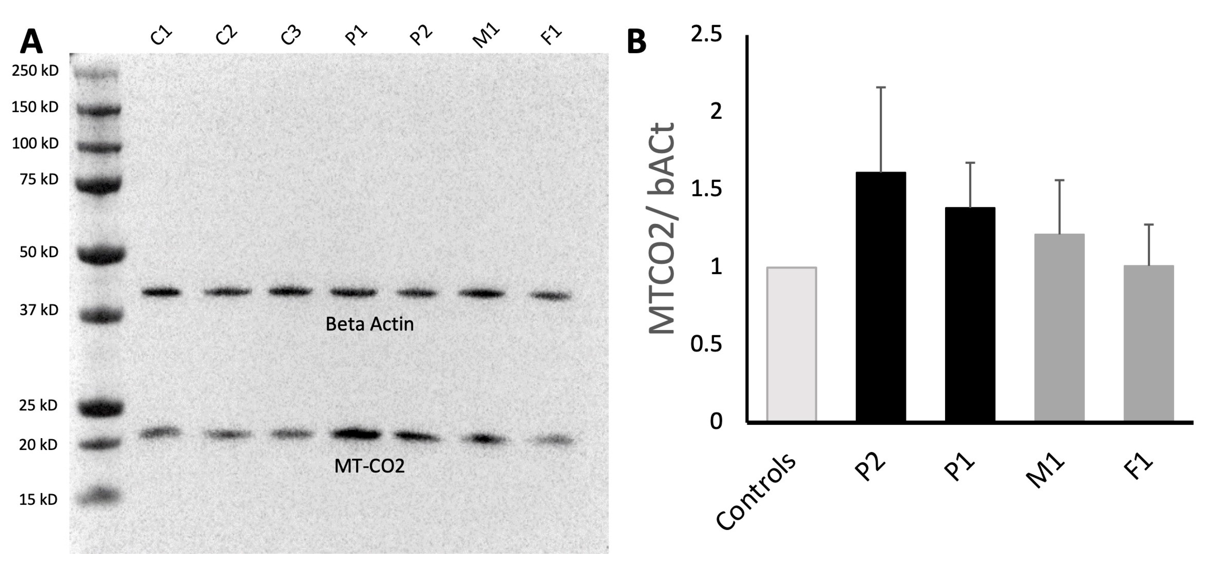 Genes 14 00822 g004 Genes 14 00822 g004