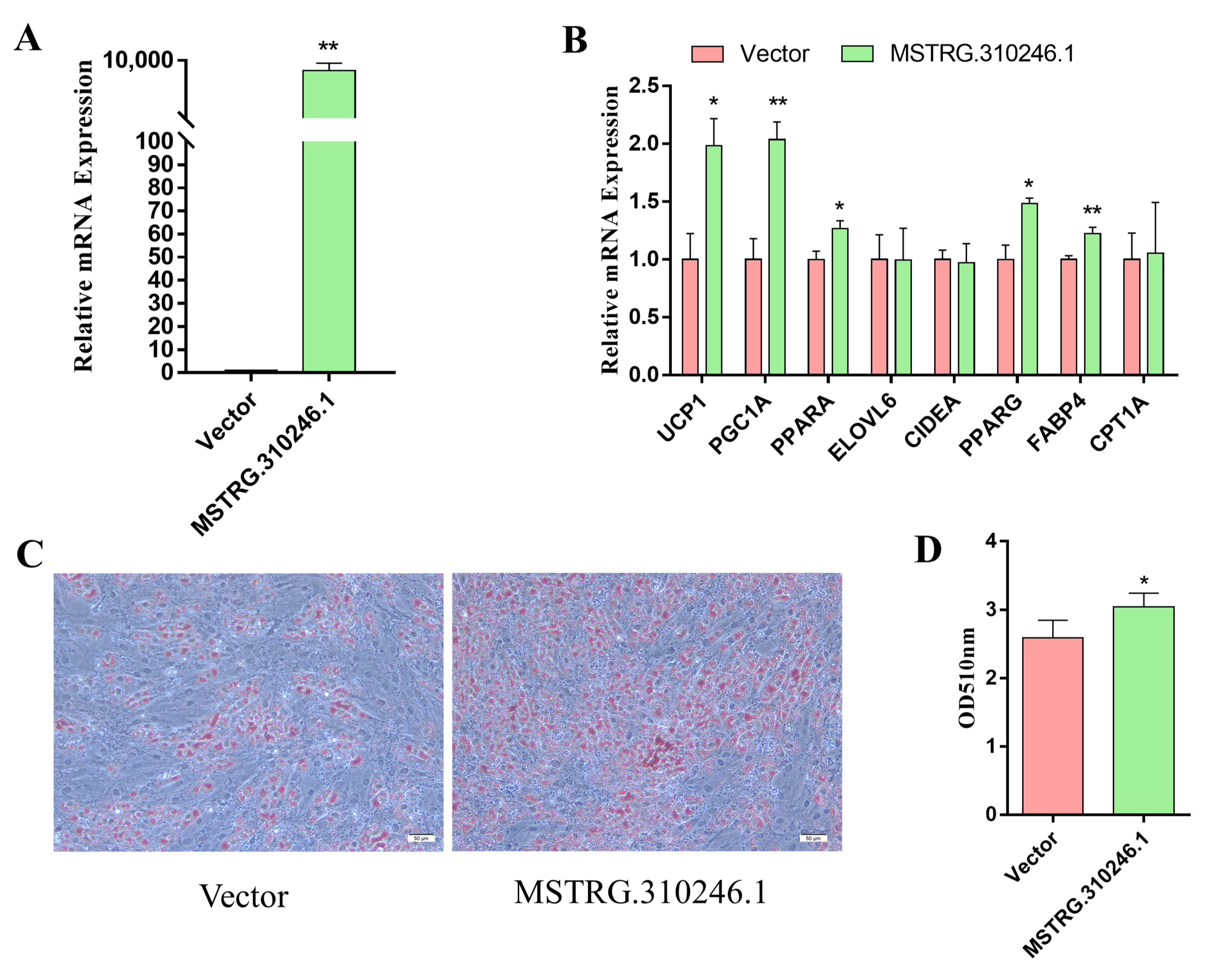 Genes 14 00833 g002 Genes 14 00833 g002