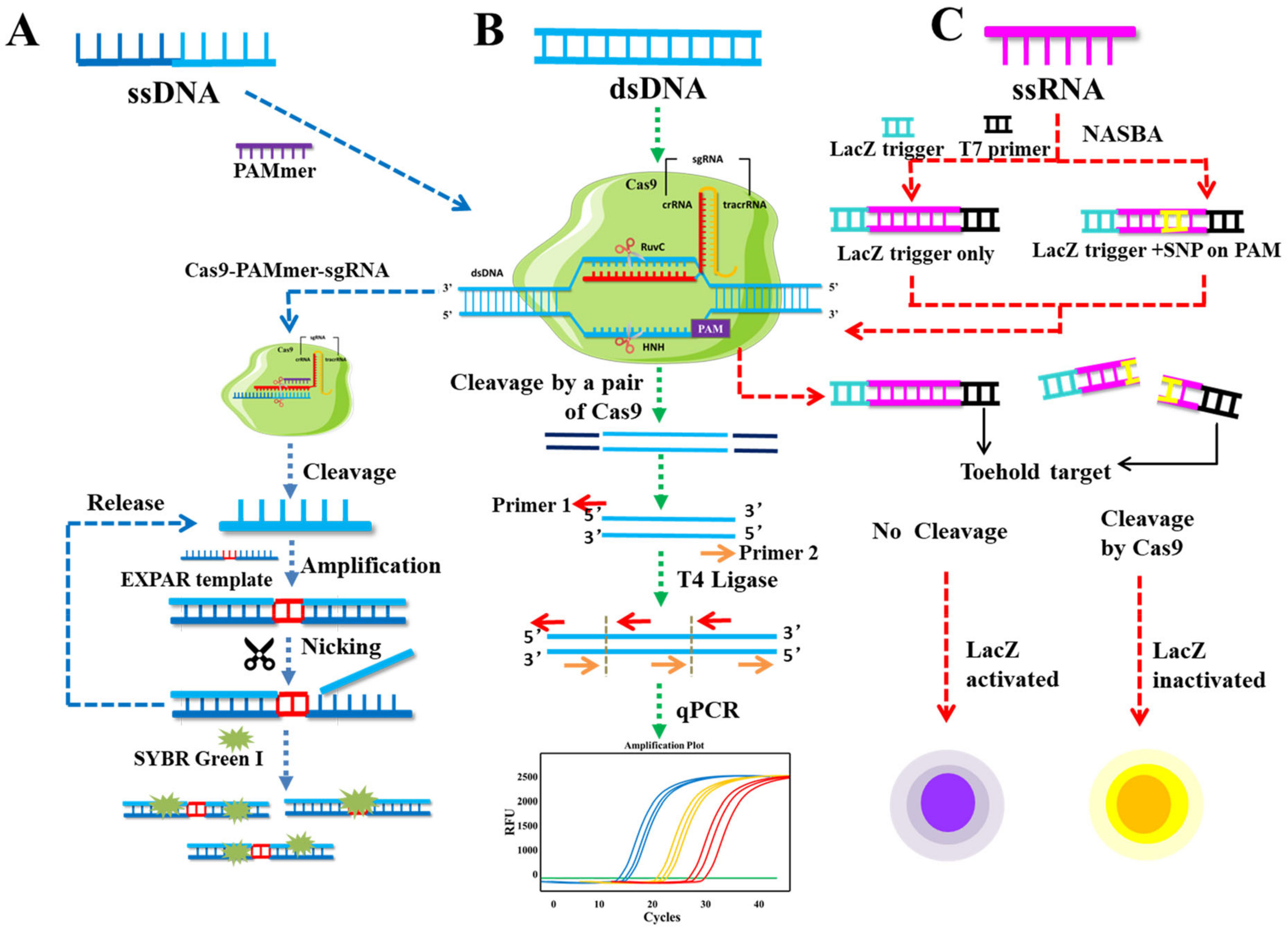 Genes | Free Full-Text | The CRISPR/Cas System: A Customizable 