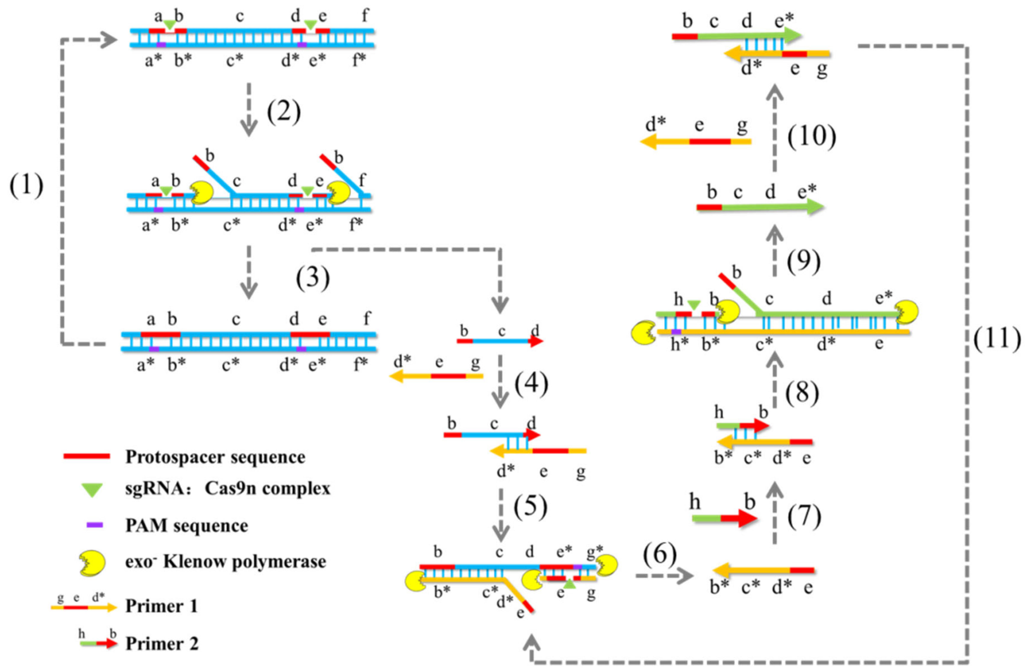 Genes | Free Full-Text | The CRISPR/Cas System: A Customizable 