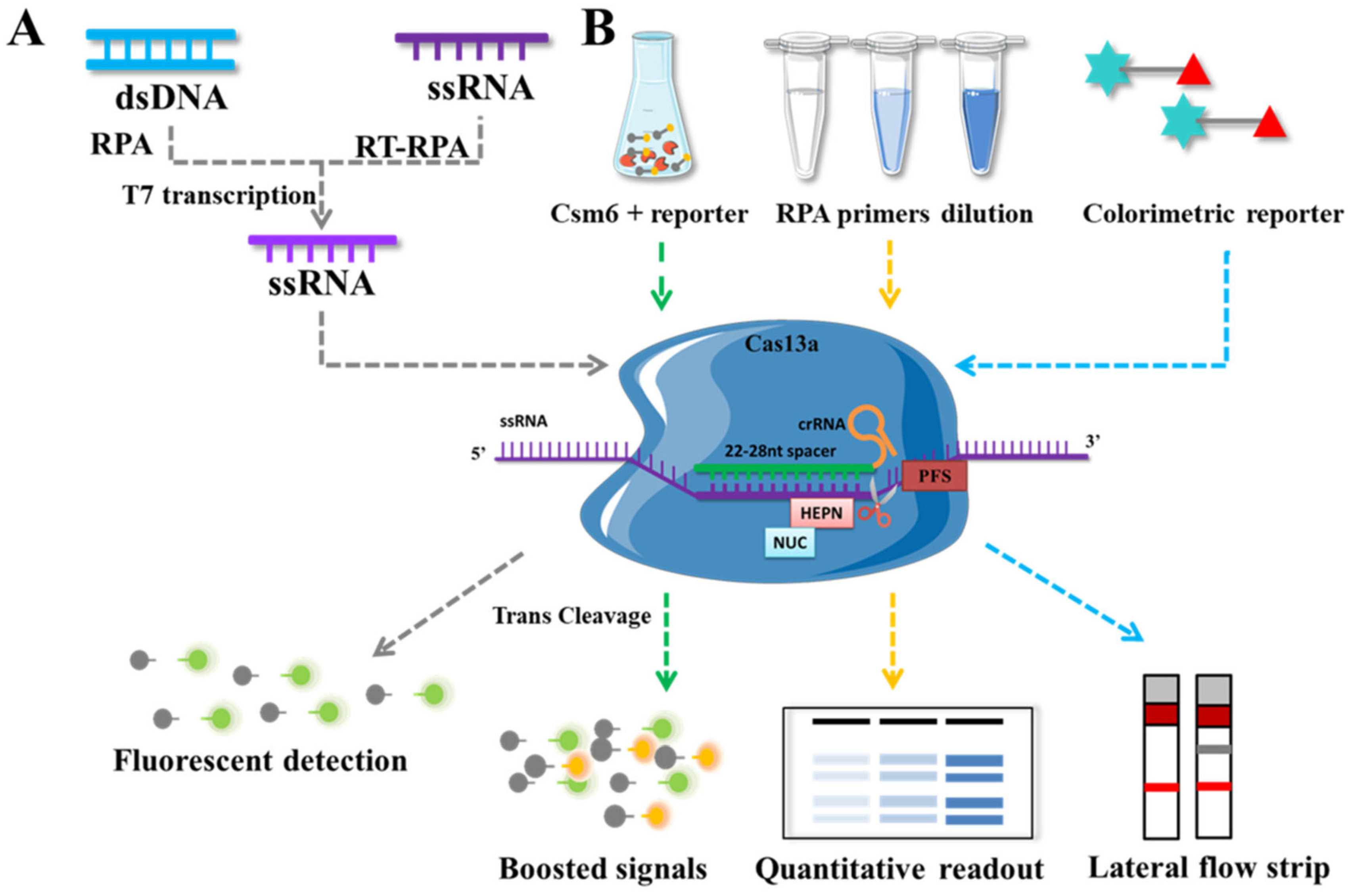 Genes 14 00850 g005 Genes 14 00850 g005
