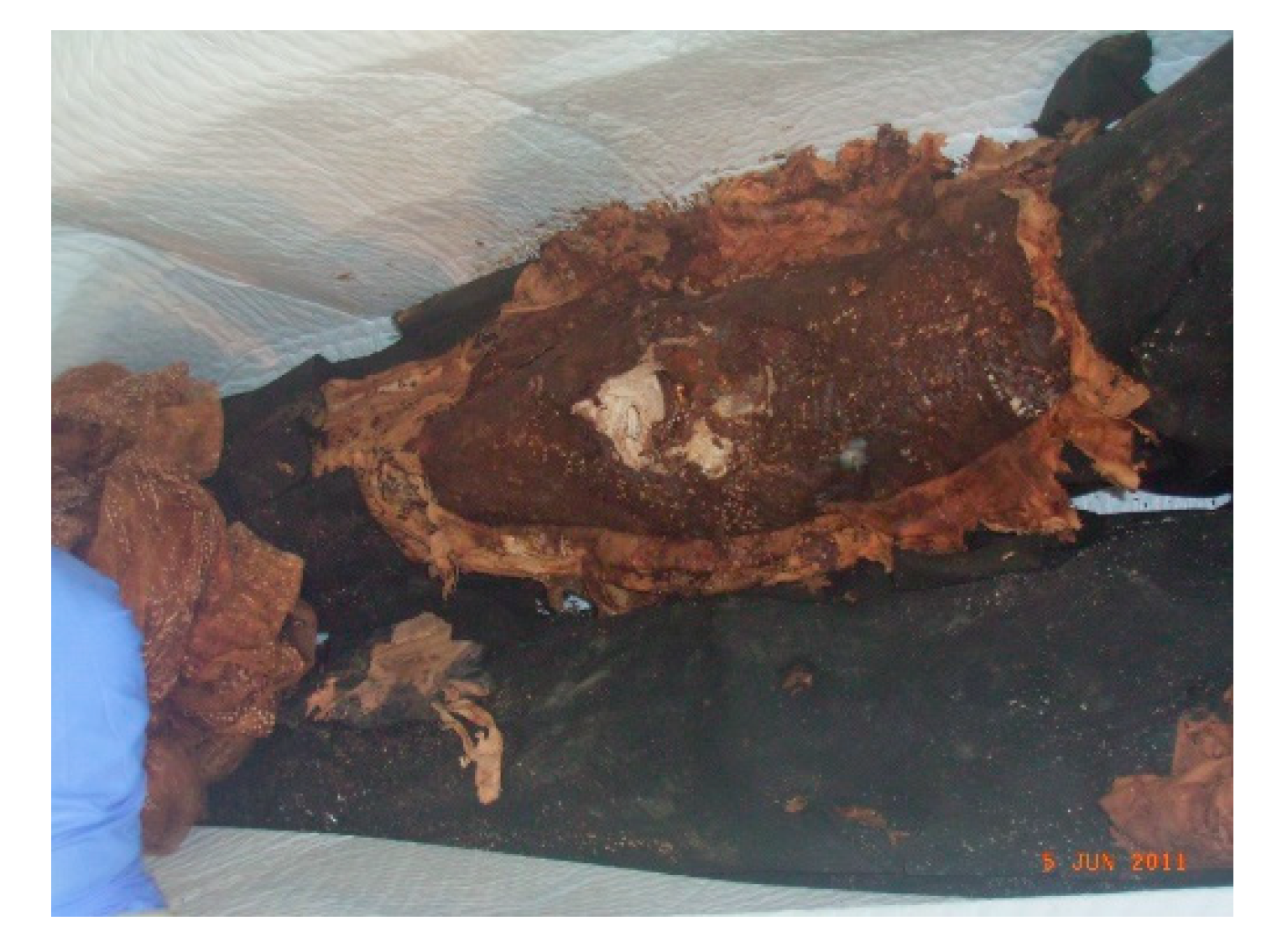 Genes 14 00851 g0a1 Genes 14 00851 g0a1