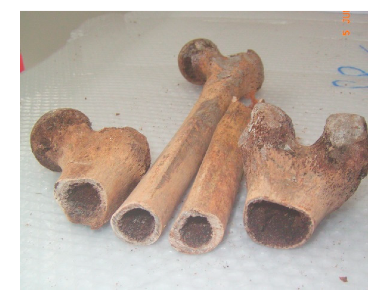 Genes 14 00851 g0a3 Genes 14 00851 g0a3