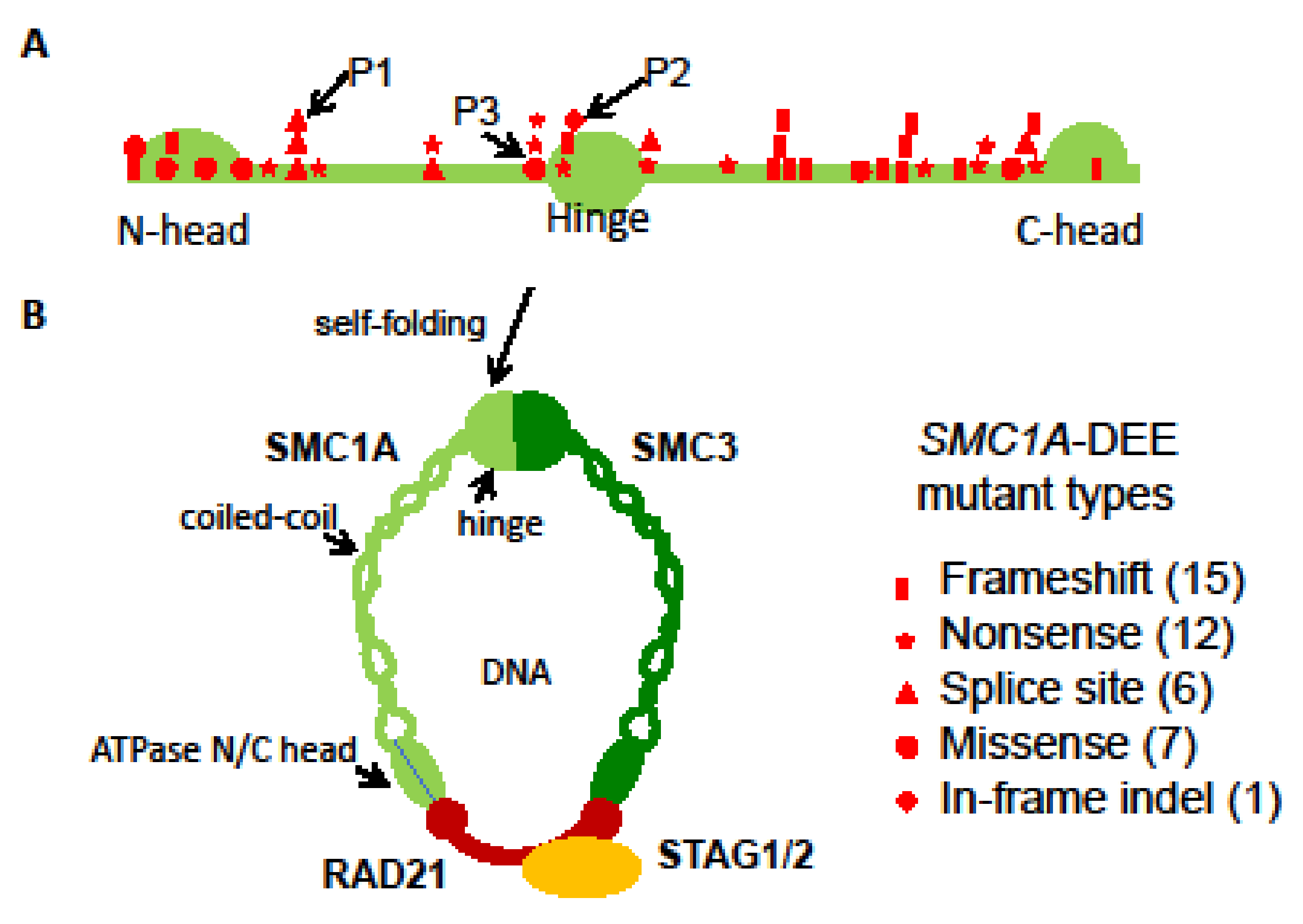 Genes 14 00852 g002 Genes 14 00852 g002