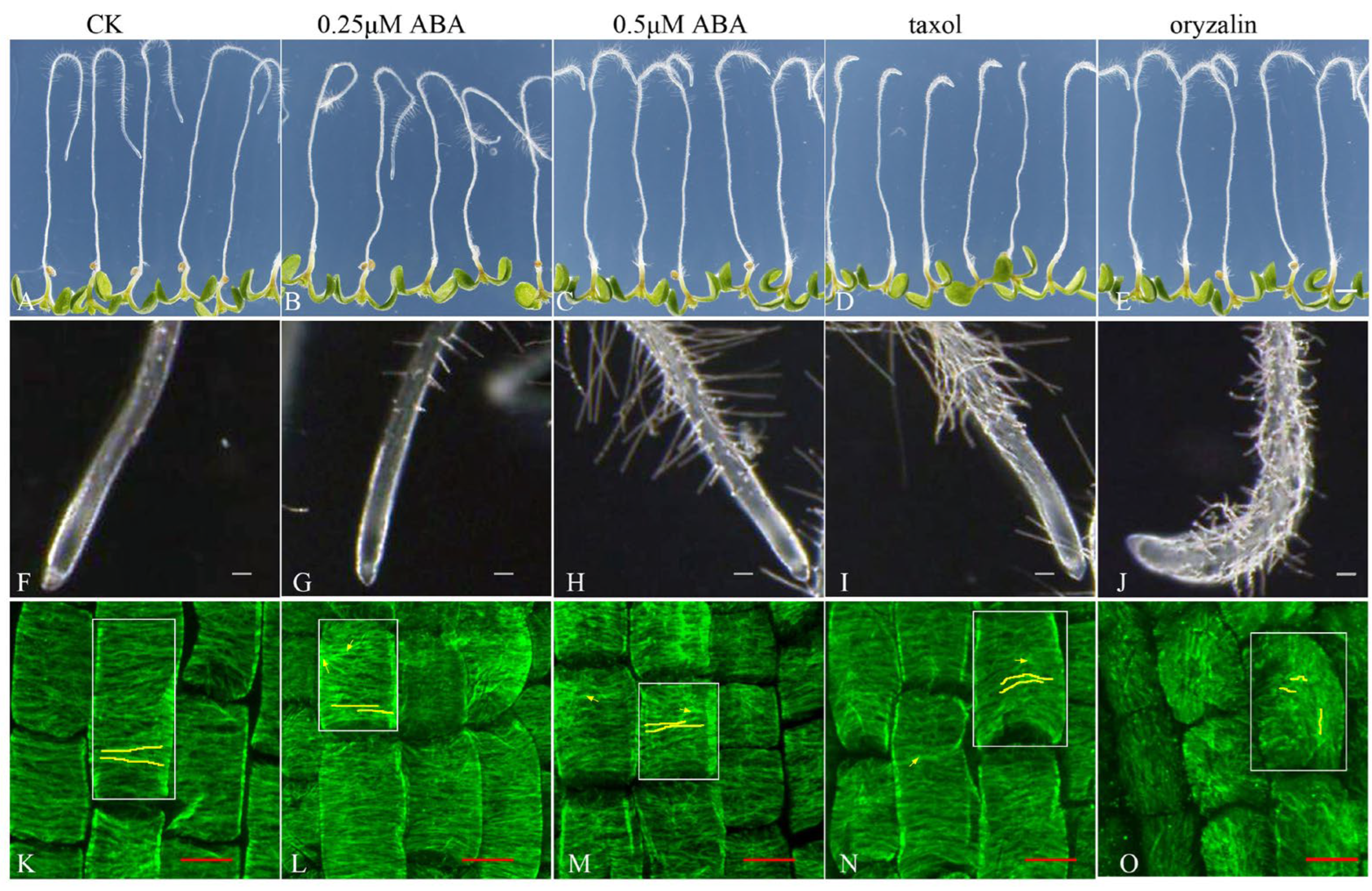 Genes 14 00892 g005 Genes 14 00892 g005