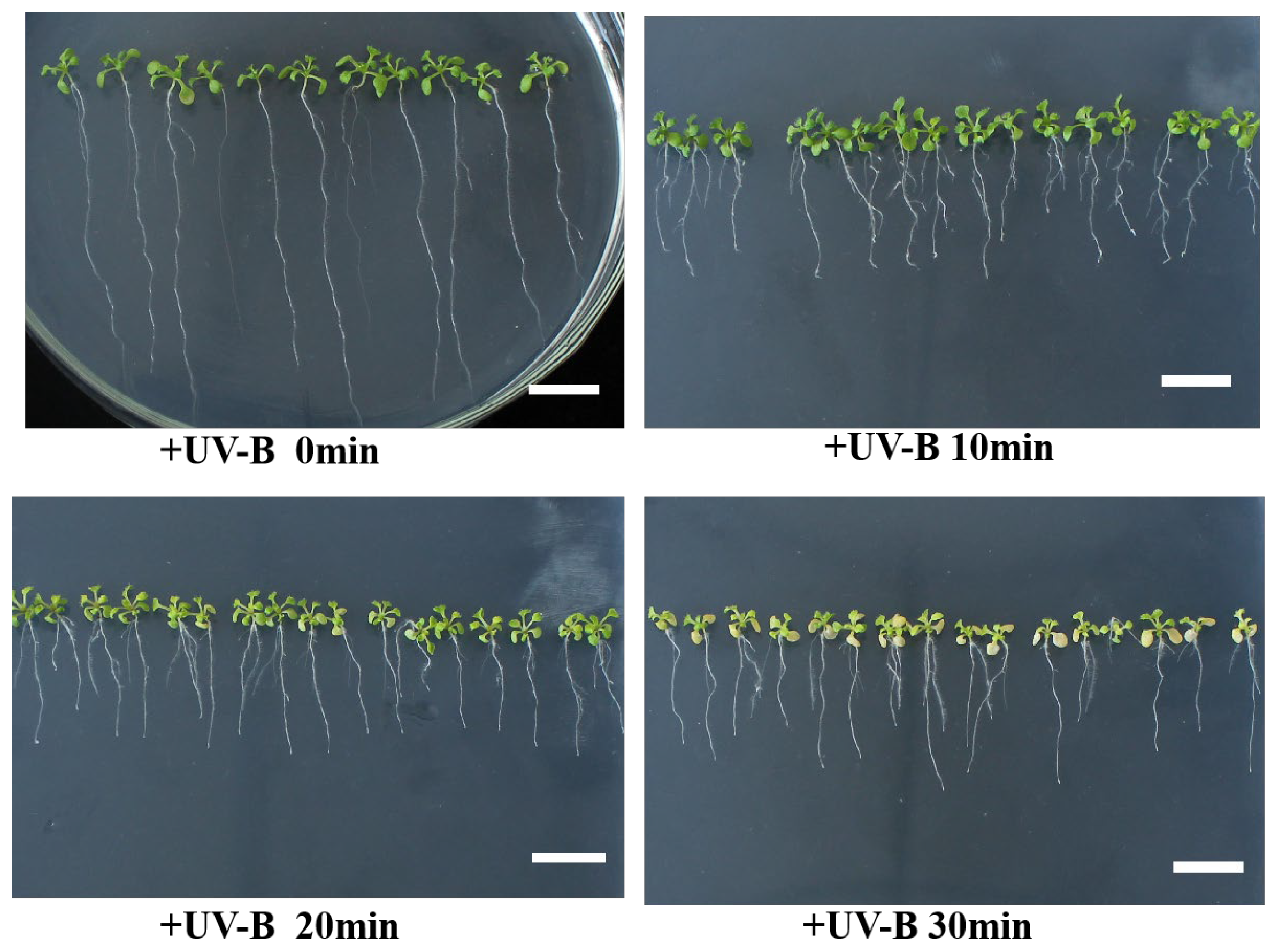 Genes 14 00892 g0a1 Genes 14 00892 g0a1
