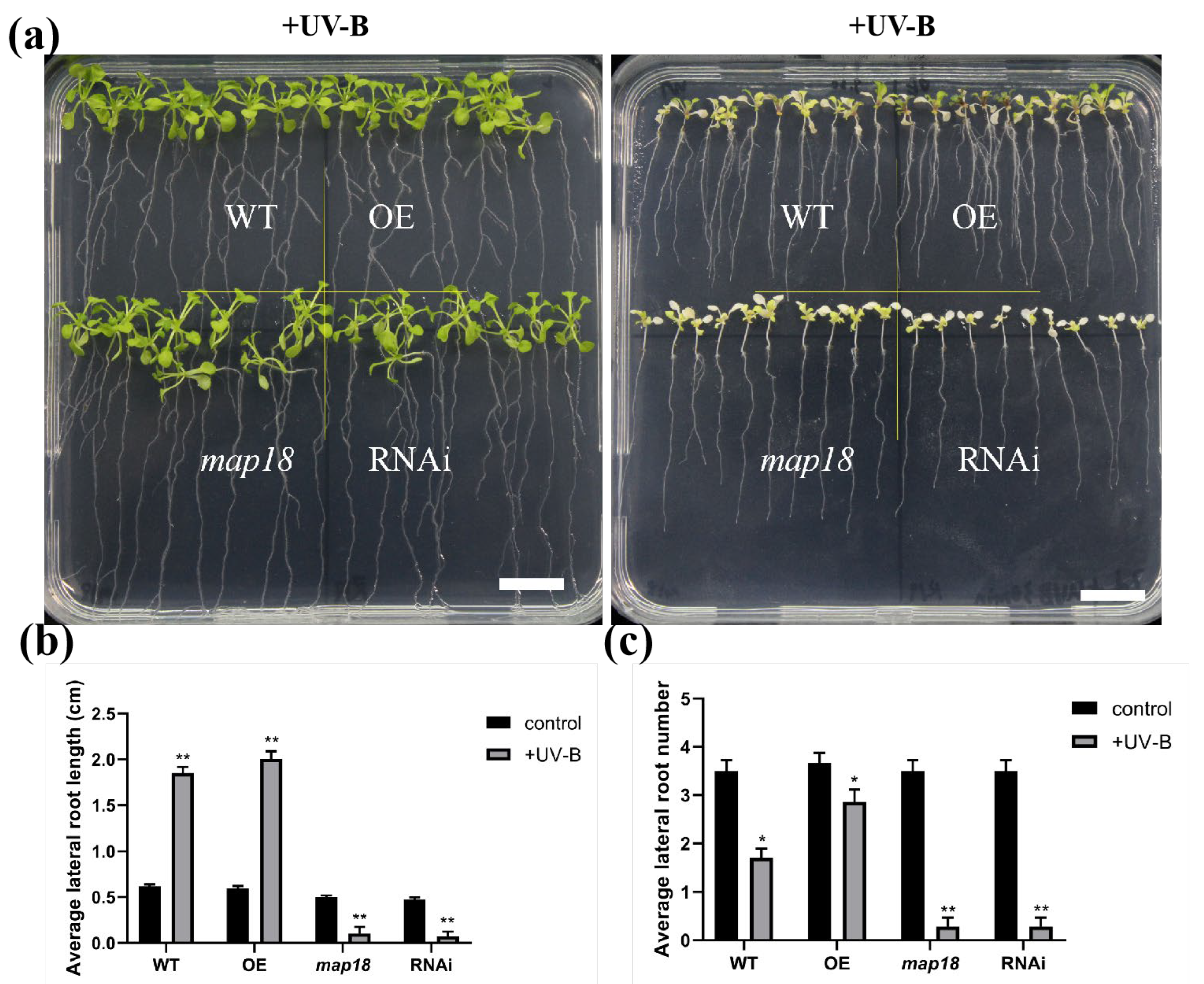 Genes 14 00892 g0a3 Genes 14 00892 g0a3