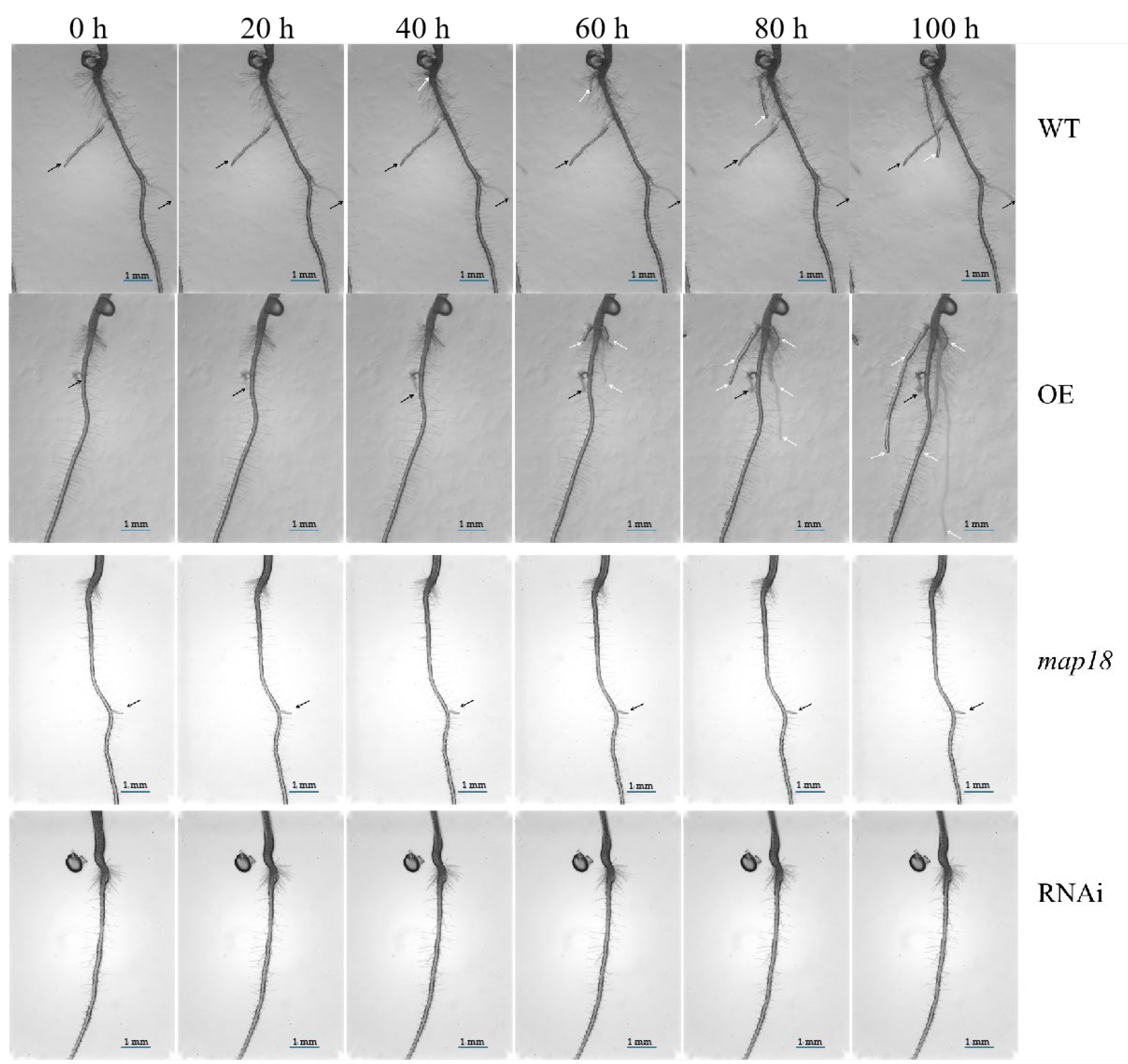 Genes 14 00892 g0a4 Genes 14 00892 g0a4