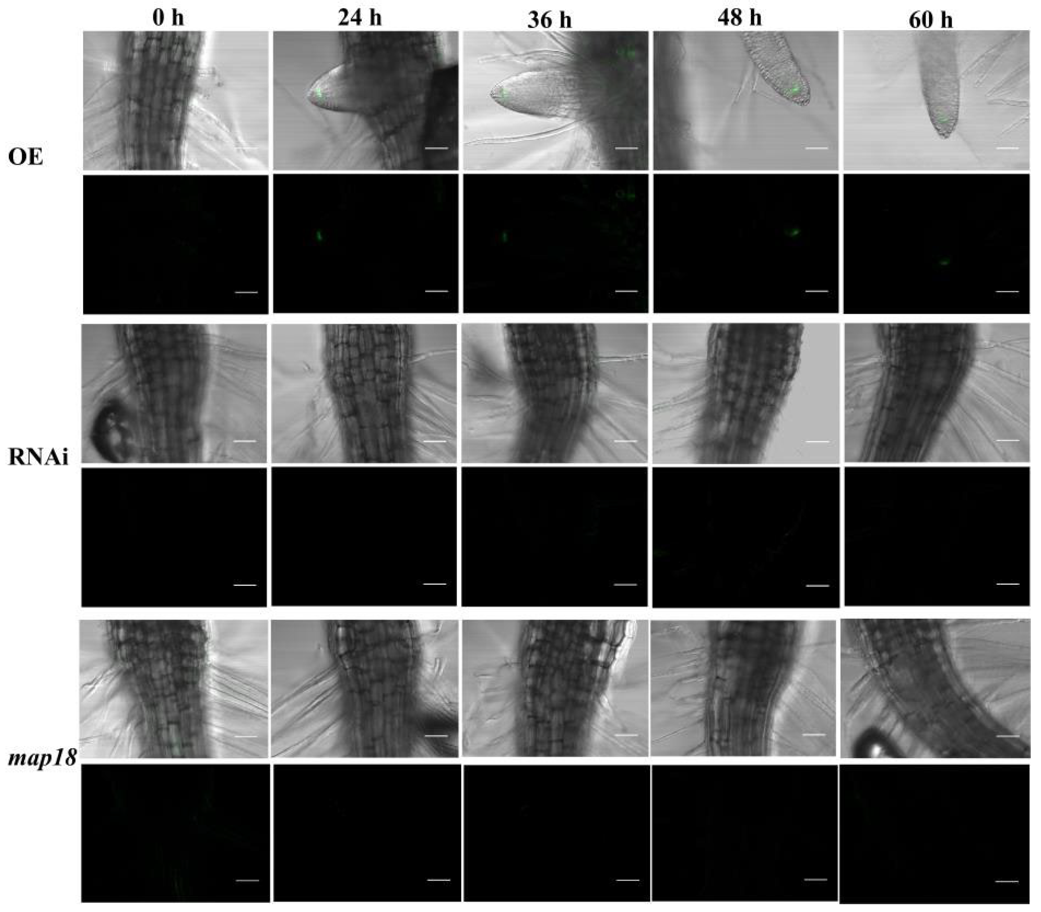 Genes 14 00892 g0a6 Genes 14 00892 g0a6