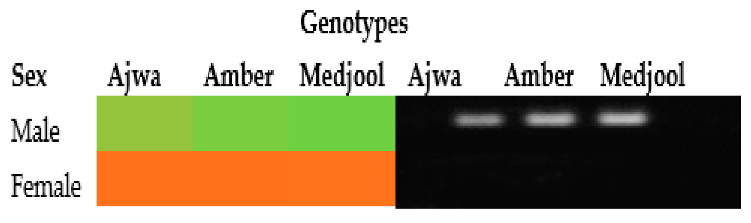 Genes 14 00907 g002 Genes 14 00907 g002