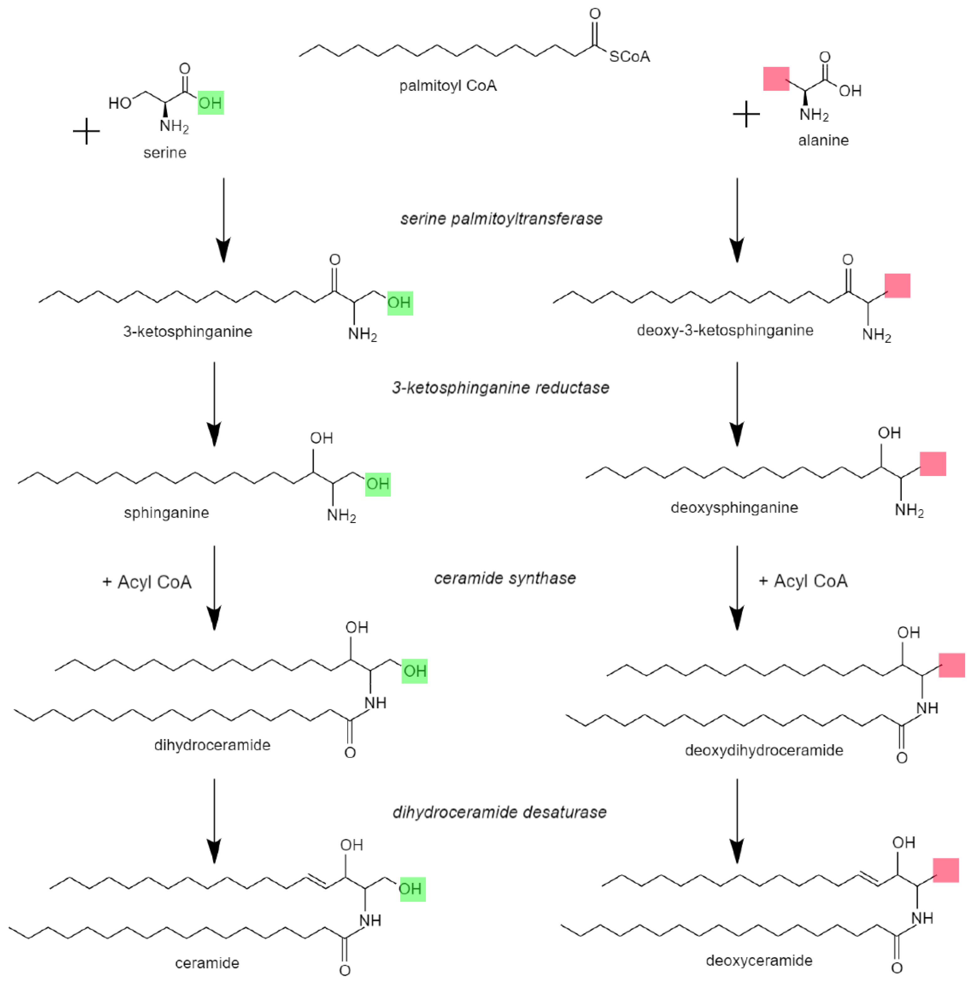 Genes 14 00931 g001 Genes 14 00931 g001