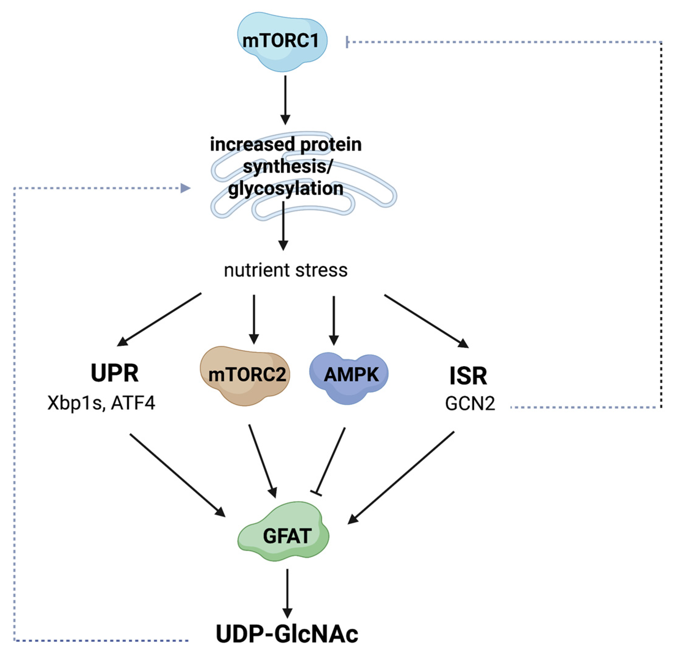 Genes | Free Full-Text | The Hexosamine Biosynthesis Pathway ...