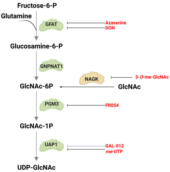 Genes | Free Full-Text | The Hexosamine Biosynthesis Pathway ...