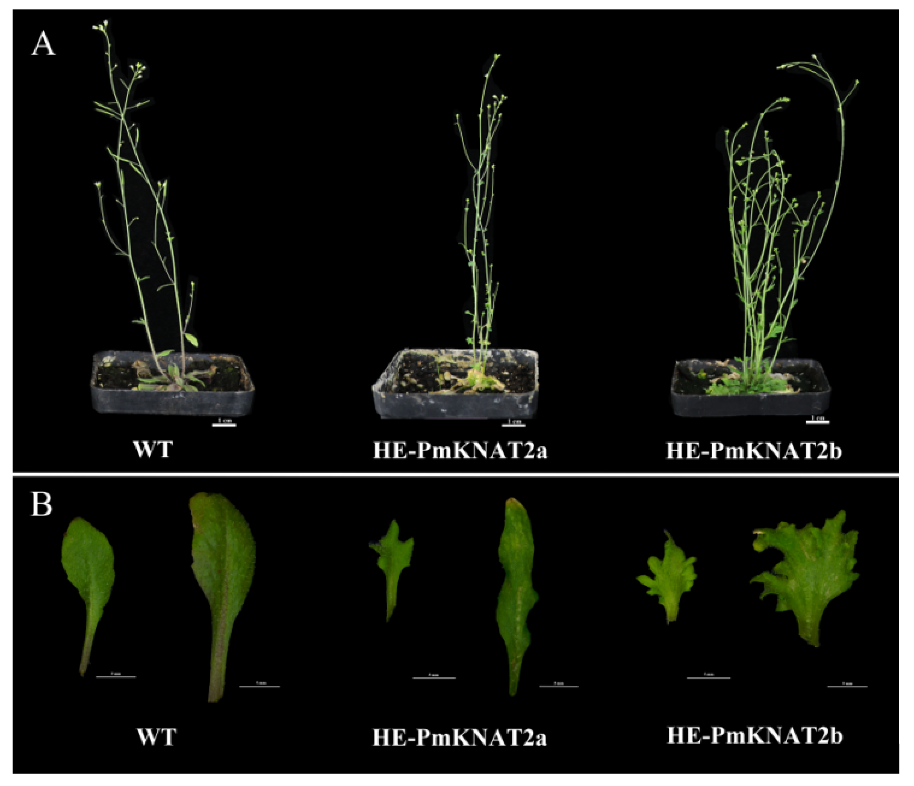 Genes 14 00939 g007 Genes 14 00939 g007