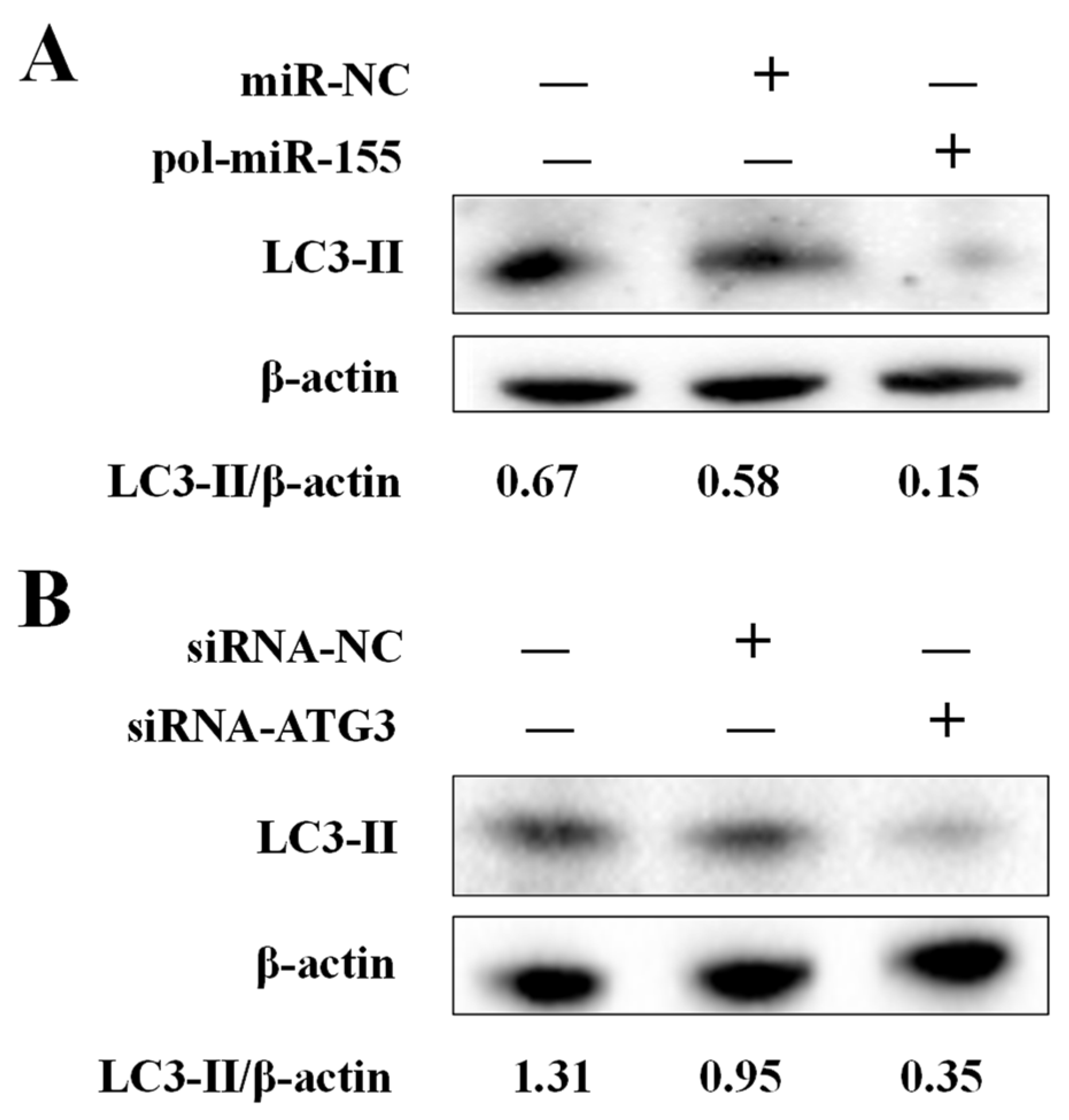 Genes 14 00958 g004 Genes 14 00958 g004