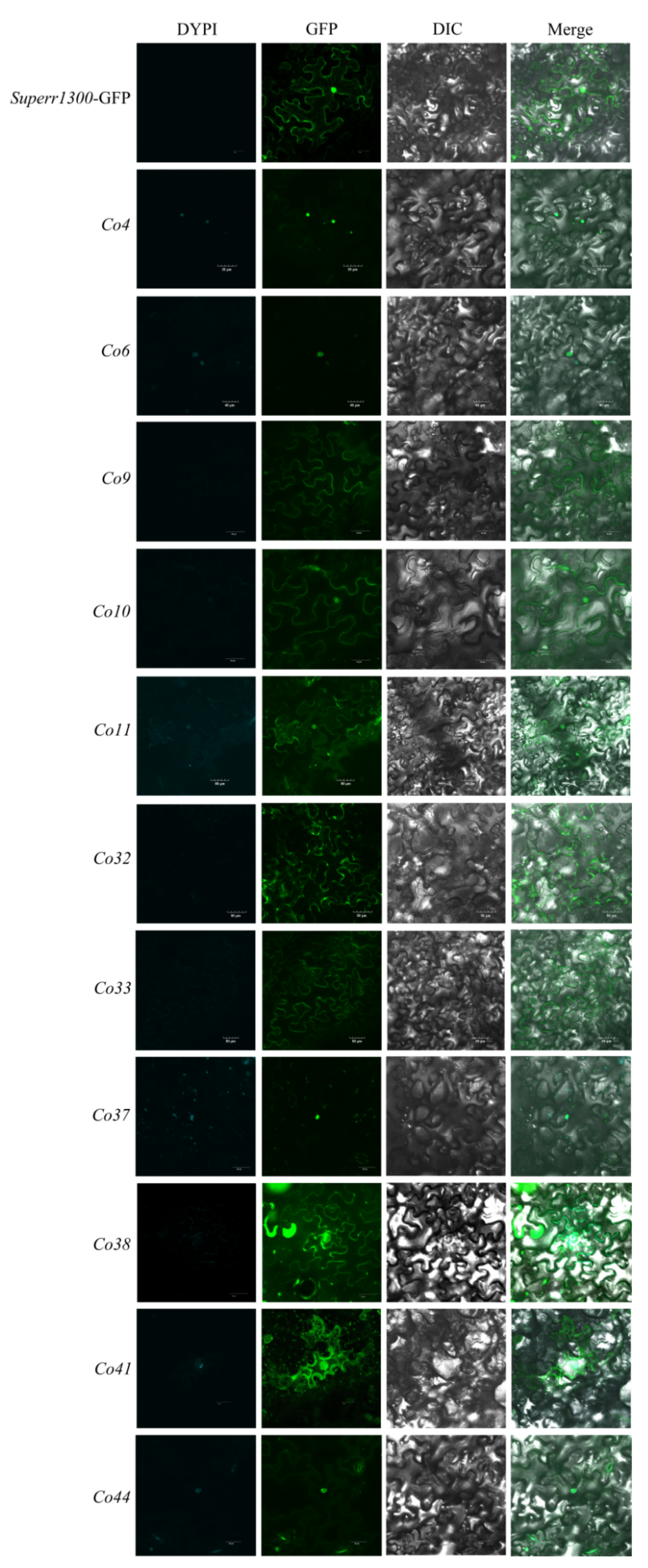 Genes 14 00964 g003 Genes 14 00964 g003