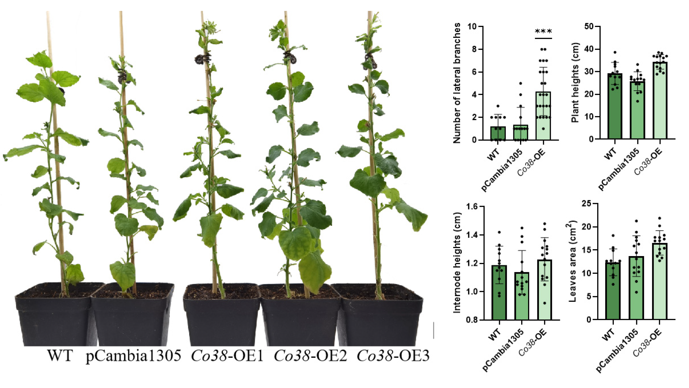 Genes 14 00964 g004 Genes 14 00964 g004