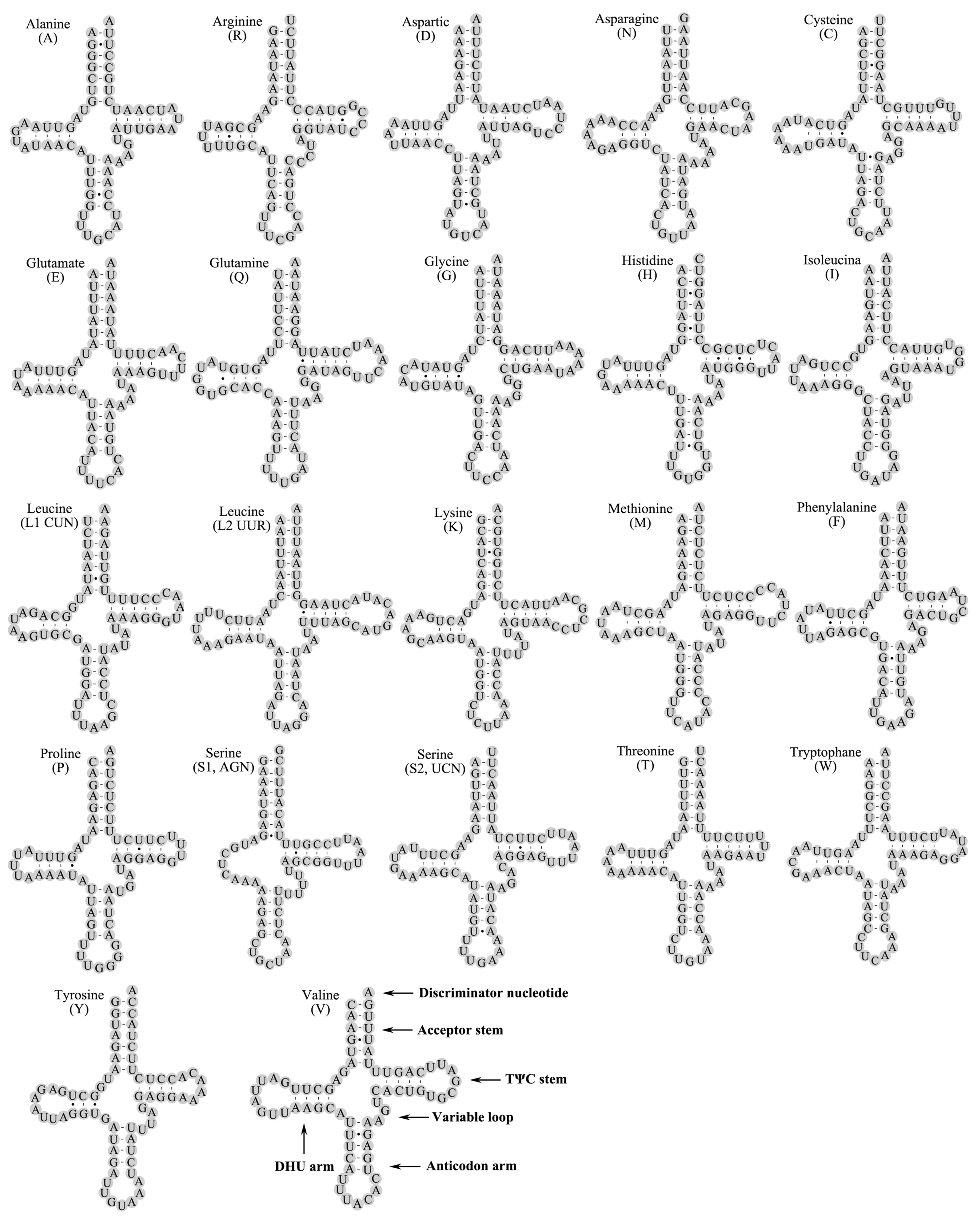 Genes 14 00965 g004 Genes 14 00965 g004