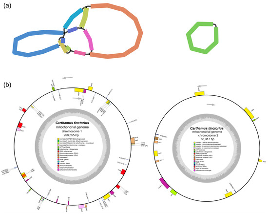 Complete Mitogenome and Phylogenetic Analysis of the Carthamus
