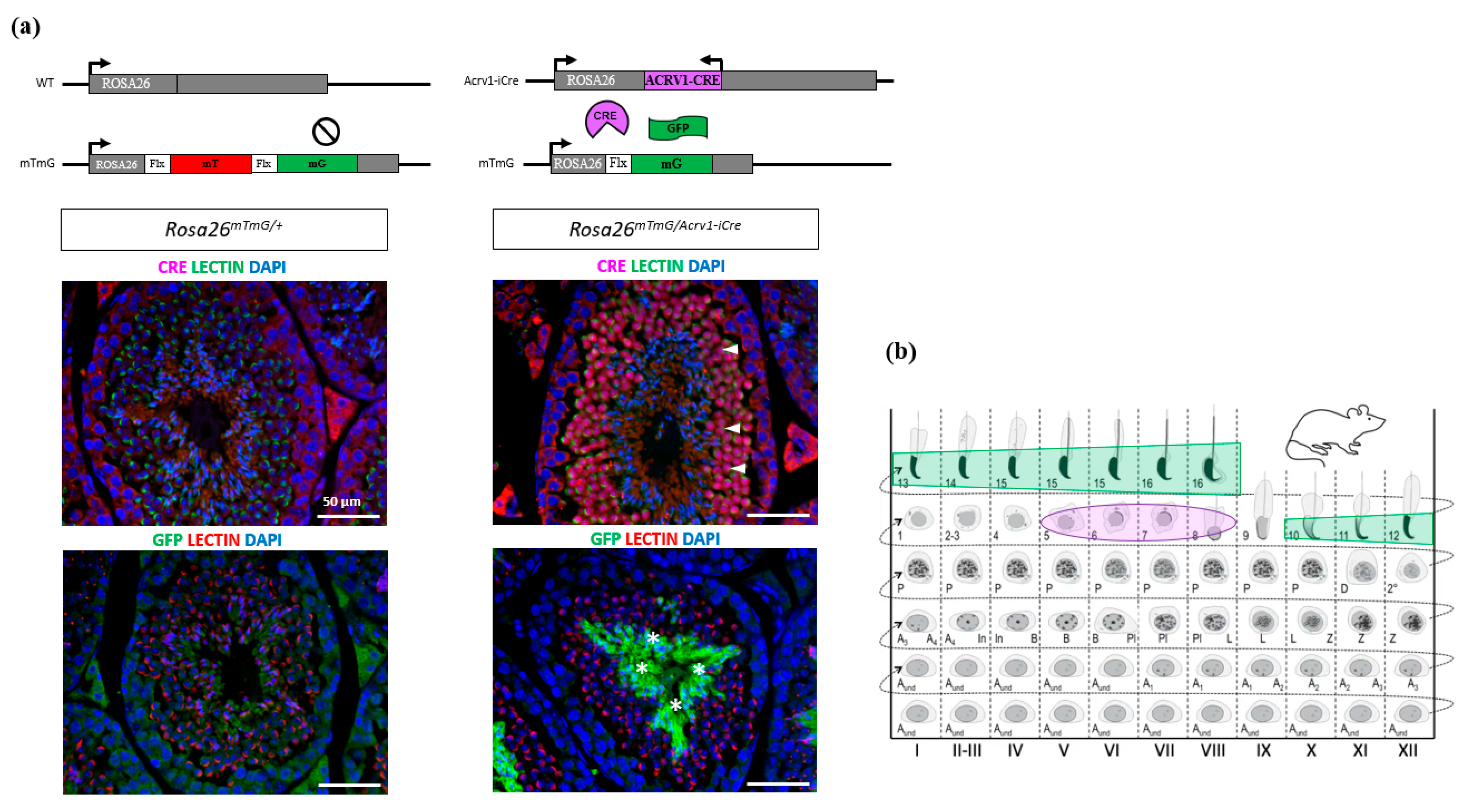 Genes 14 00983 g003 Genes 14 00983 g003