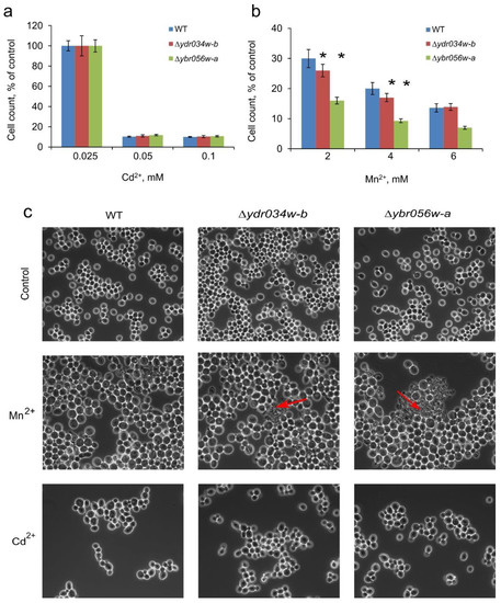 Genes | Free Full-Text | The YBR056W-A and Its Ortholog YDR034W-B of S ...
