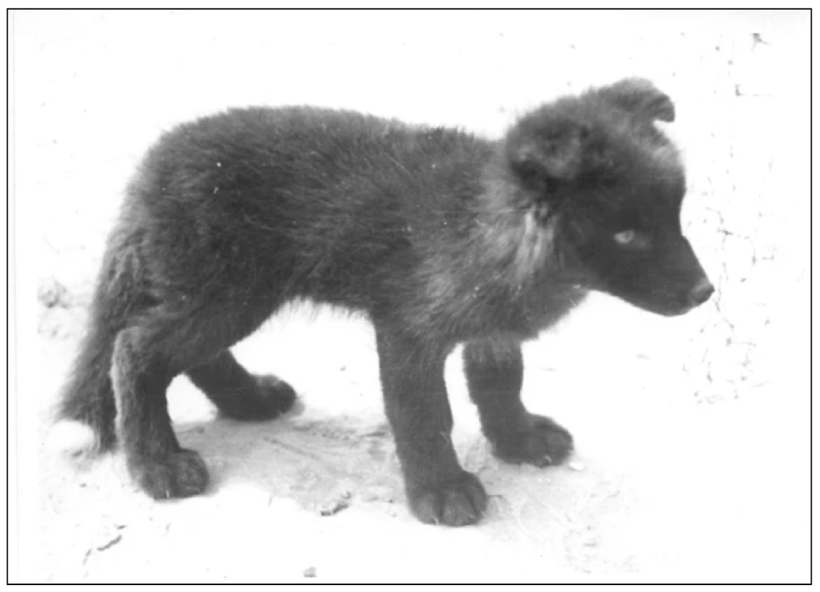 Genes 14 00992 g002 Genes 14 00992 g002