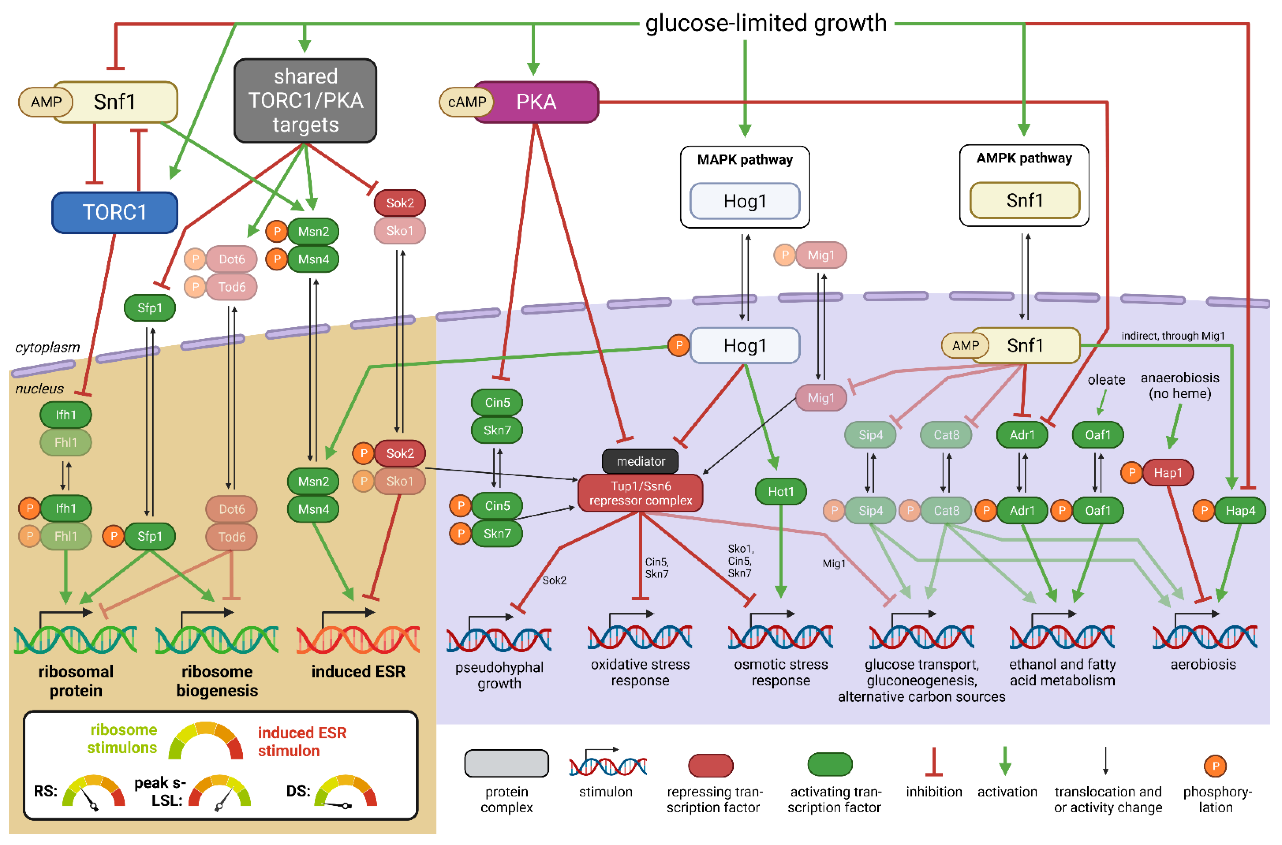 Genes 14 00997 g007 Genes 14 00997 g007