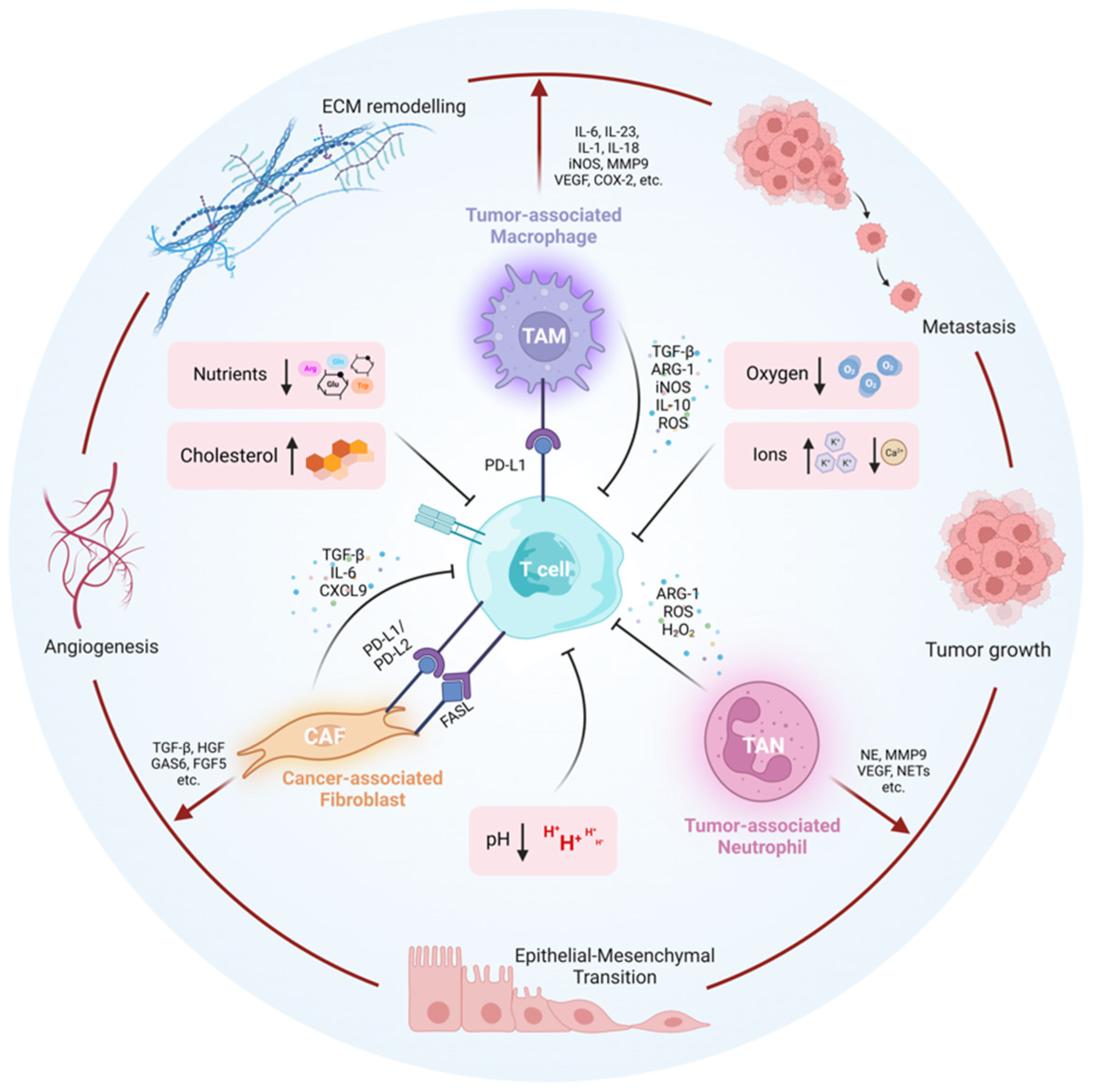 The Interplay between T Cells and Cancer: The Basis of The Interplay between T Cells and Cancer: The Basis of