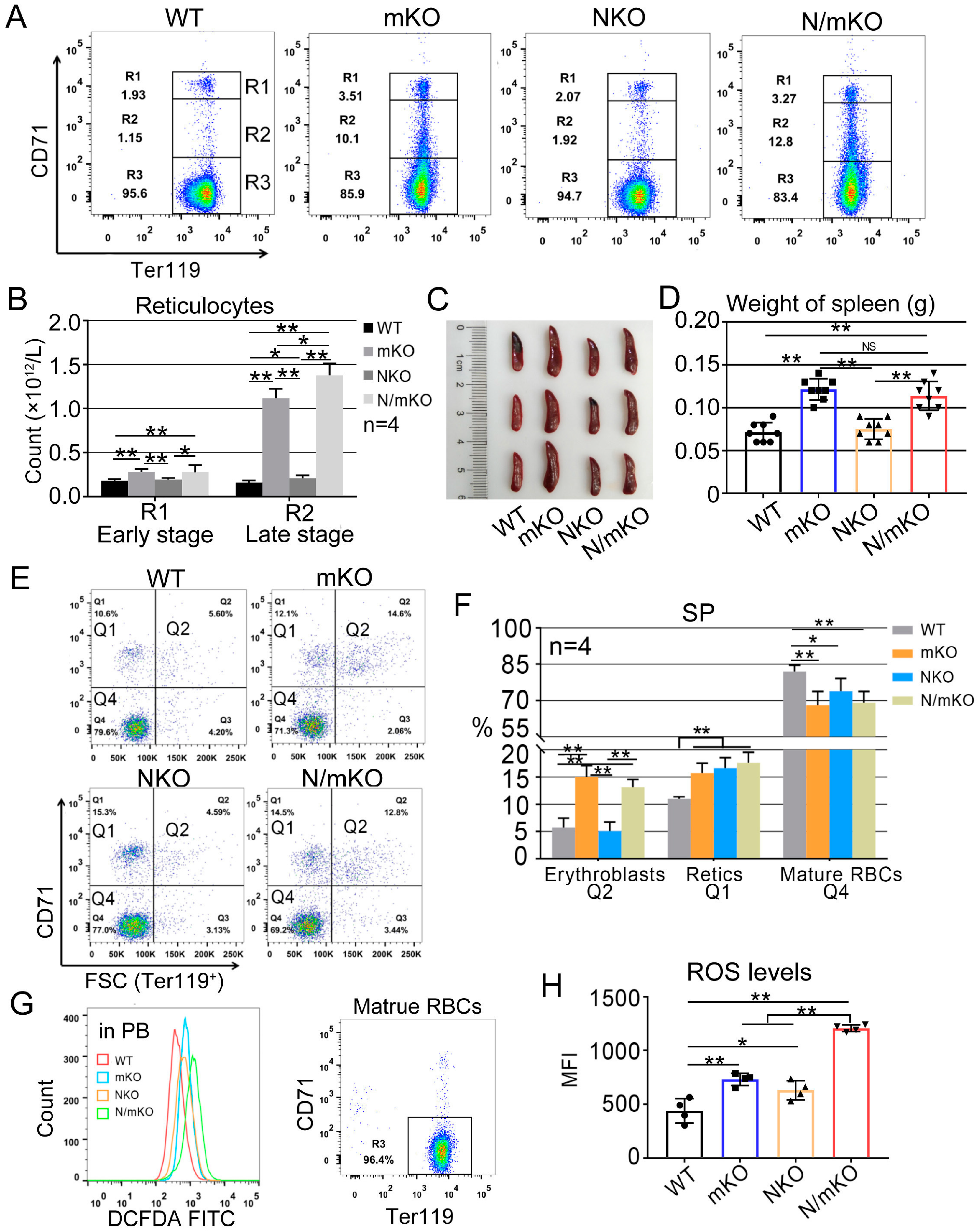 Genes 14 01011 g001 Genes 14 01011 g001
