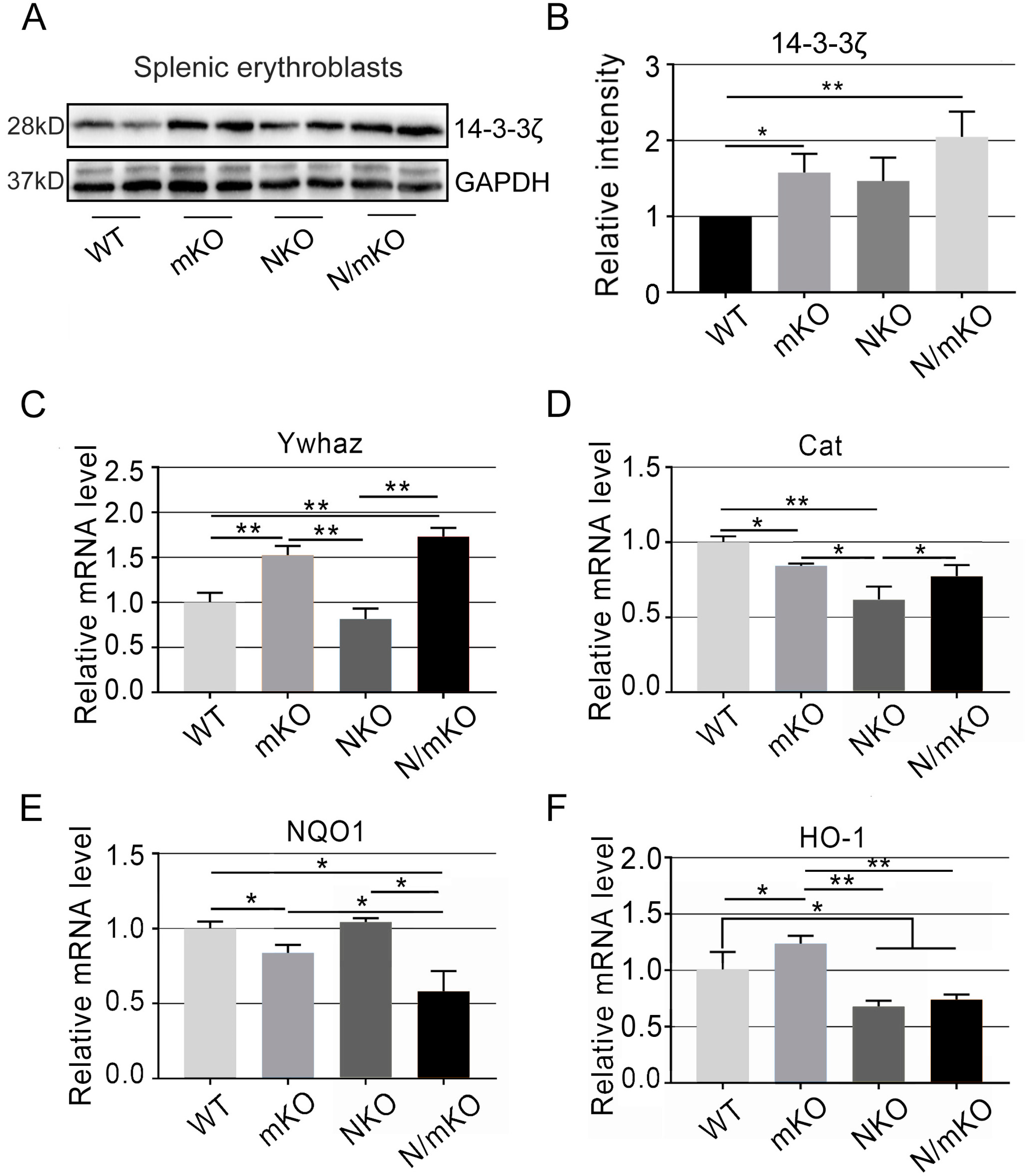 Genes 14 01011 g005 Genes 14 01011 g005