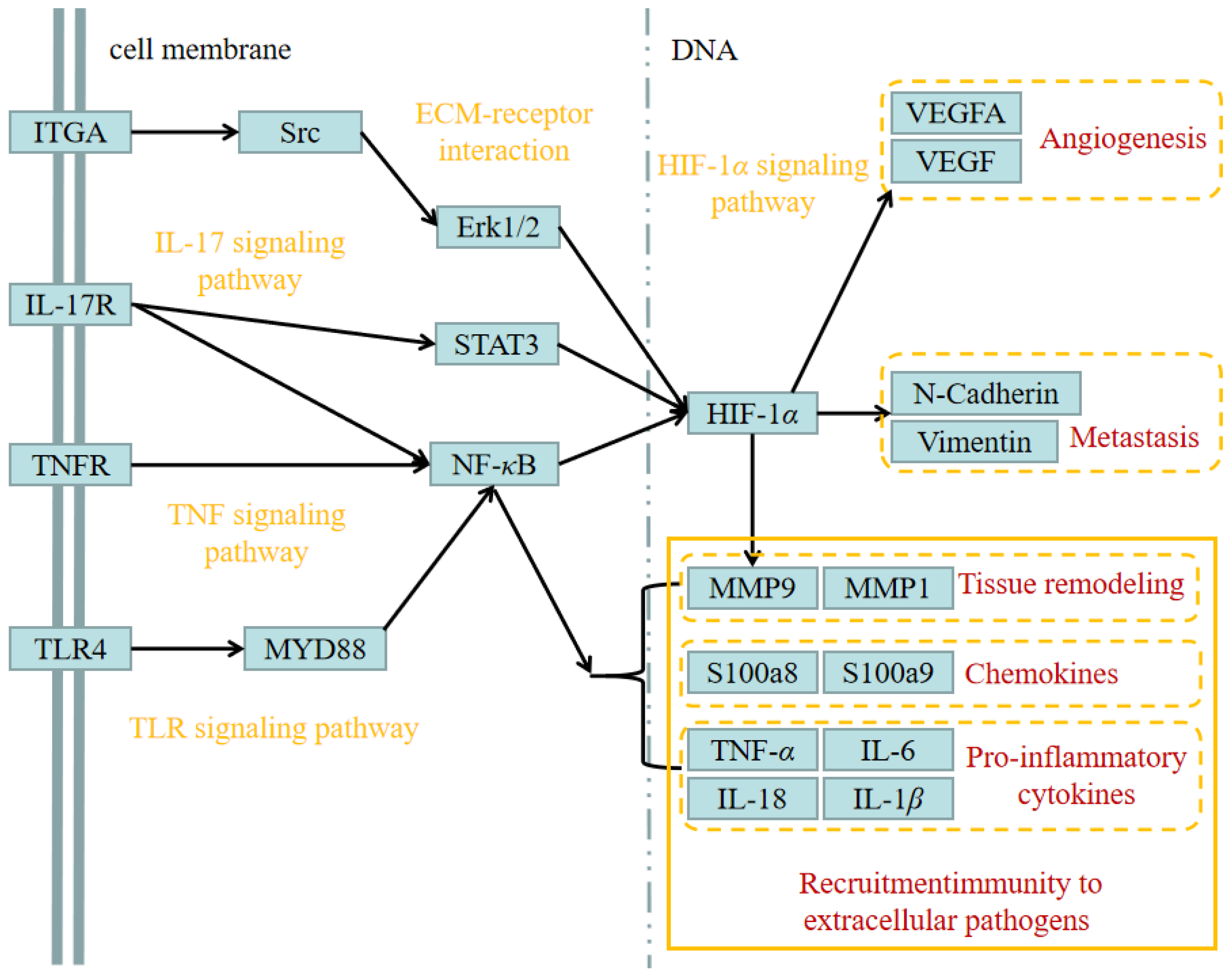 Genes 14 01024 g005 Genes 14 01024 g005